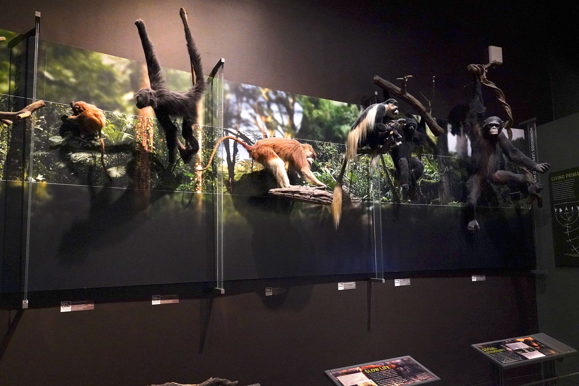 Amerian Museum of Natural History - Human Origins (4)