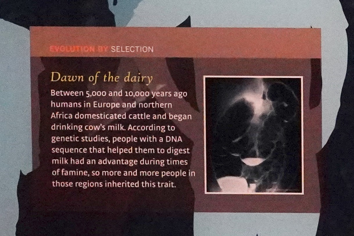 Amerian Museum of Natural History - Human Origins (40)