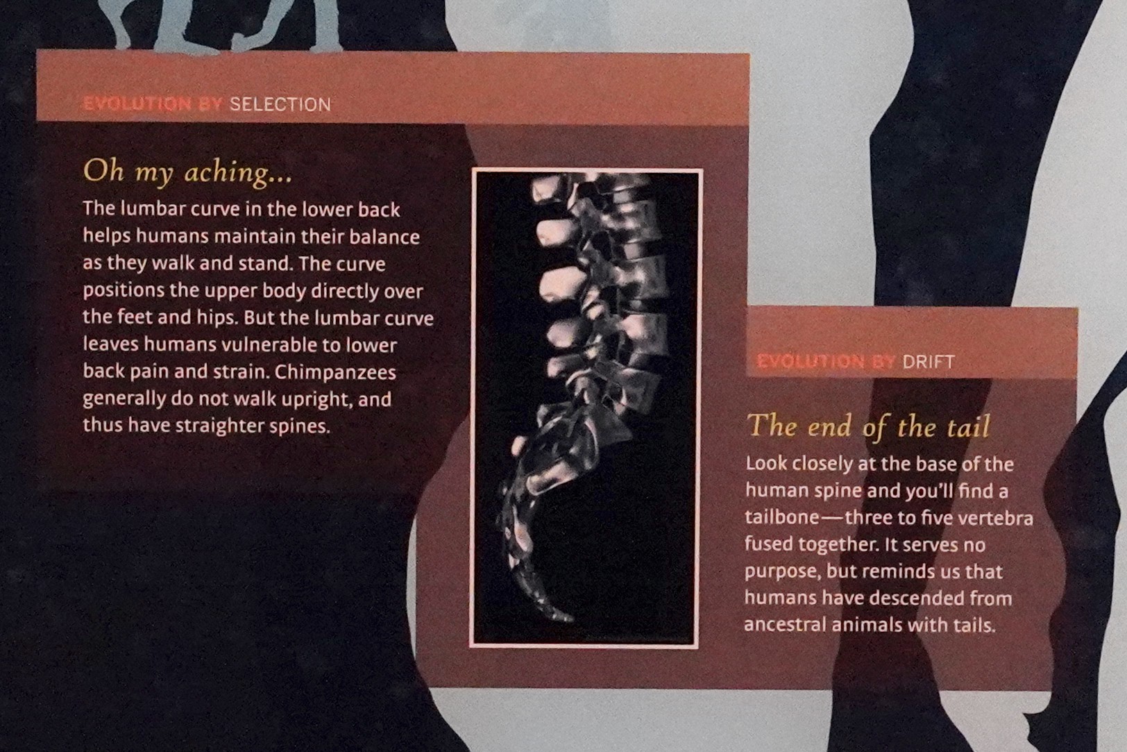Amerian Museum of Natural History - Human Origins (41)