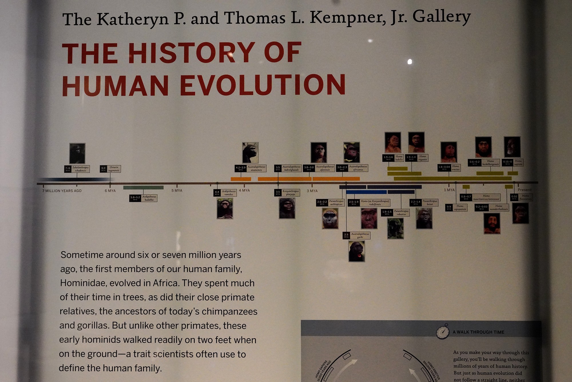 Amerian Museum of Natural History - Human Origins (42)