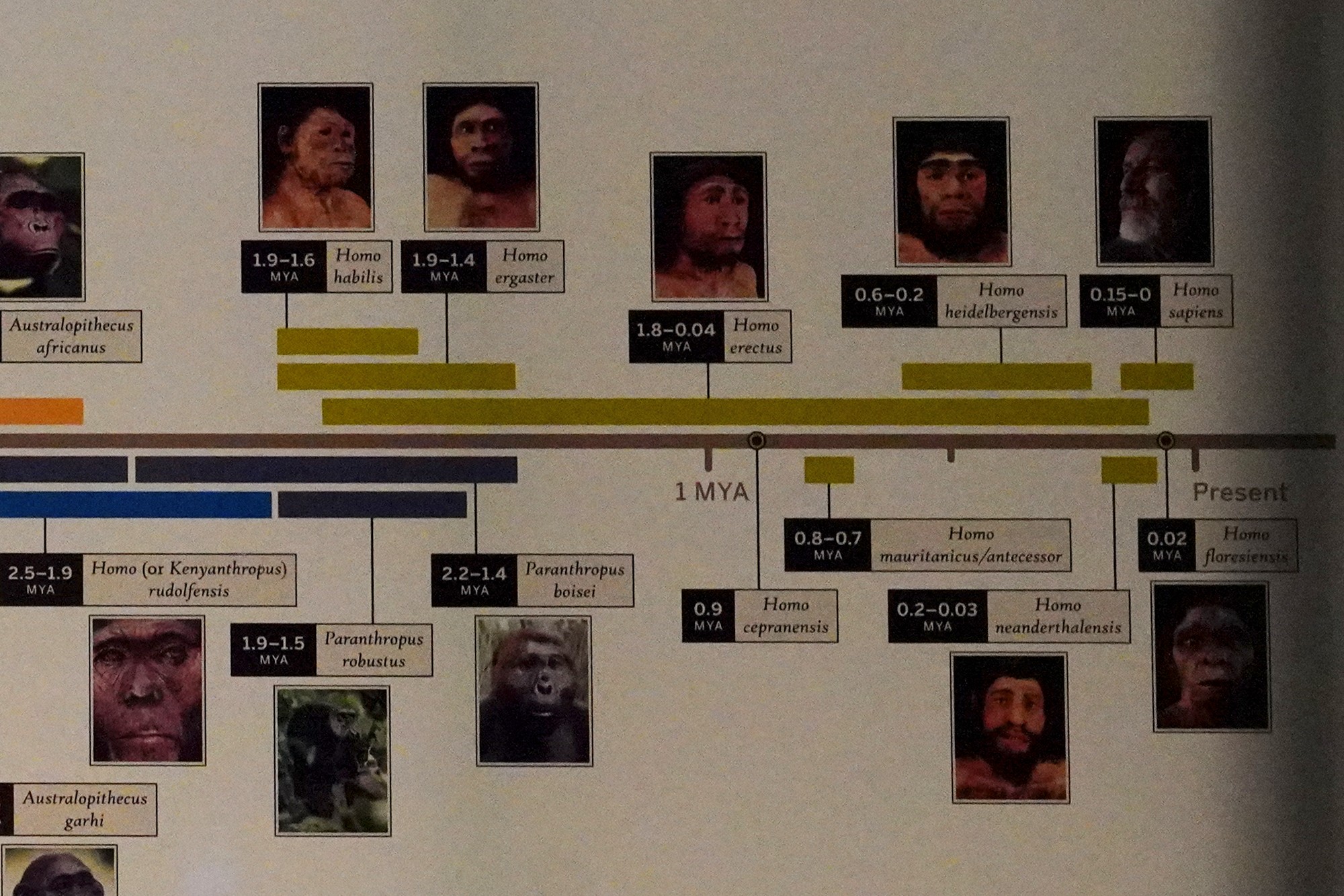 Amerian Museum of Natural History - Human Origins (44)