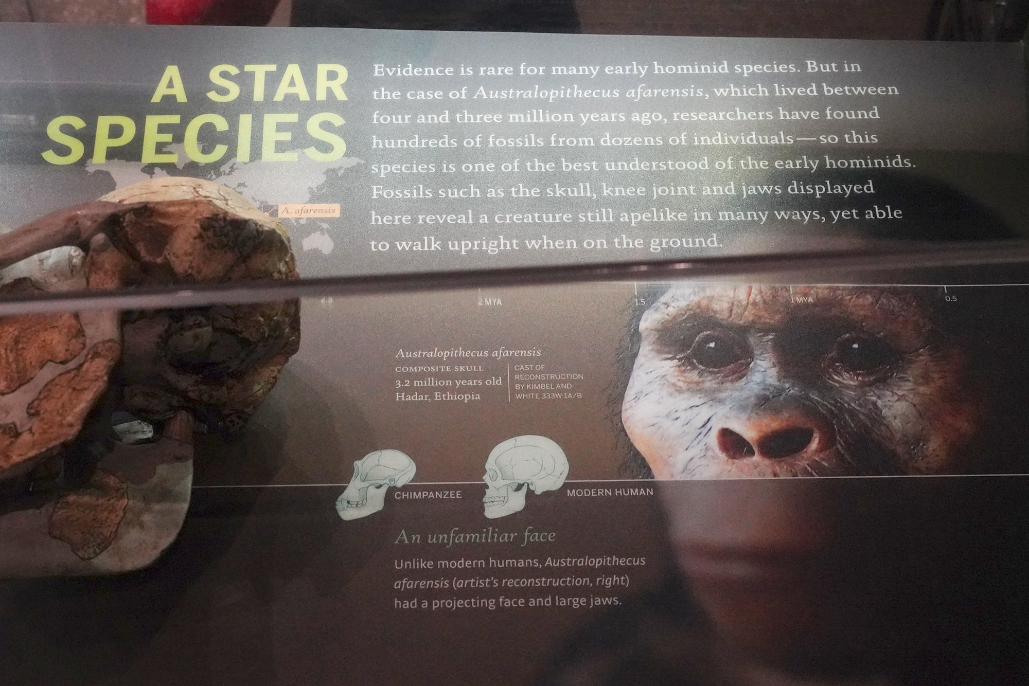 Amerian Museum of Natural History - Human Origins (45)