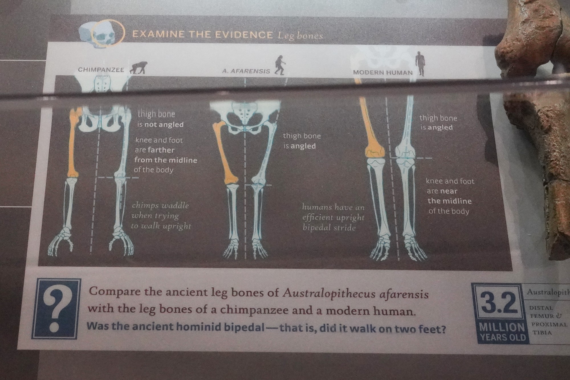 Amerian Museum of Natural History - Human Origins (46)