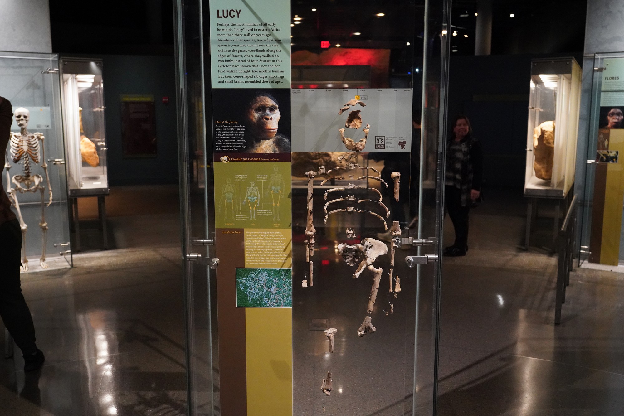 Amerian Museum of Natural History - Human Origins (47)