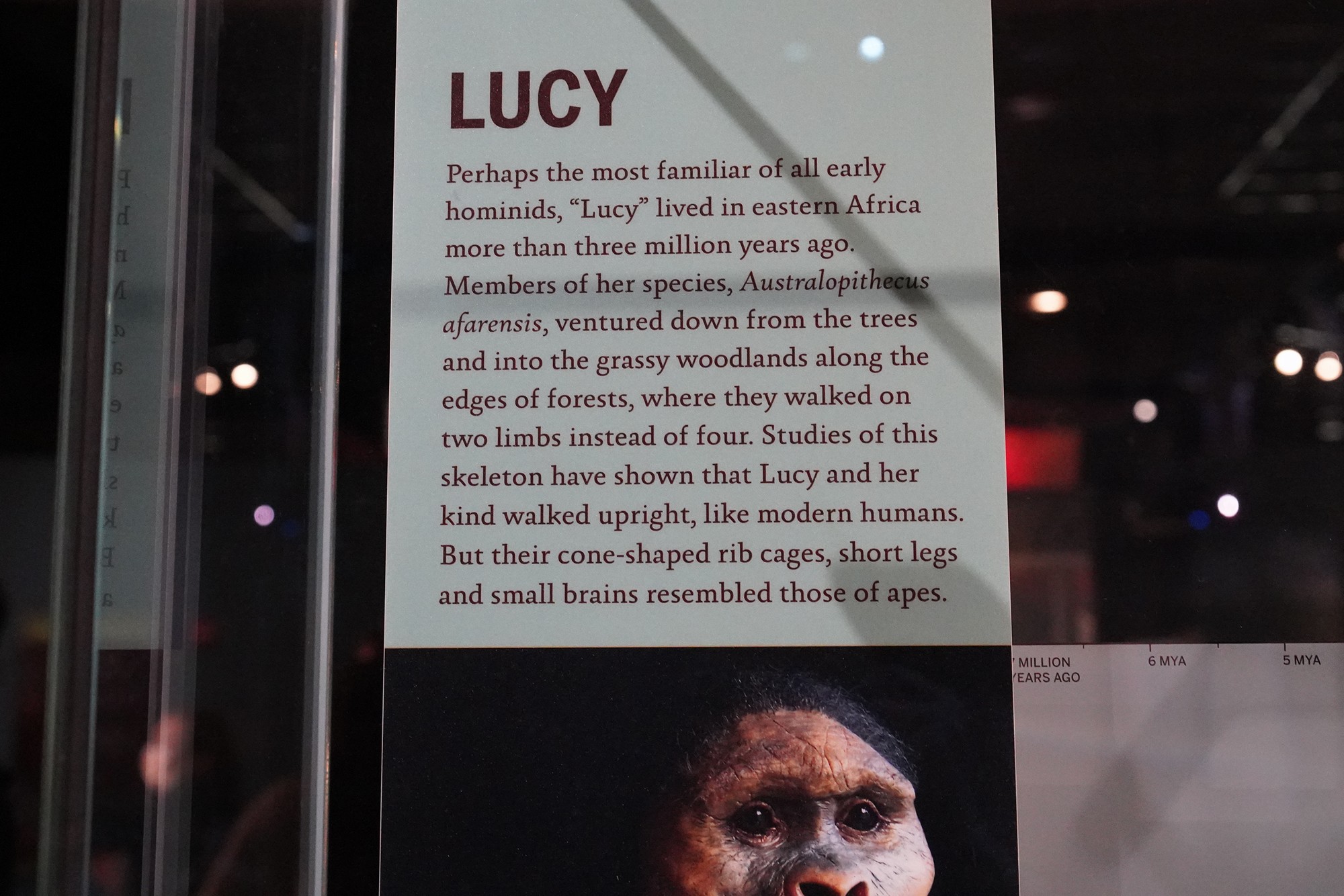 Amerian Museum of Natural History - Human Origins (48)