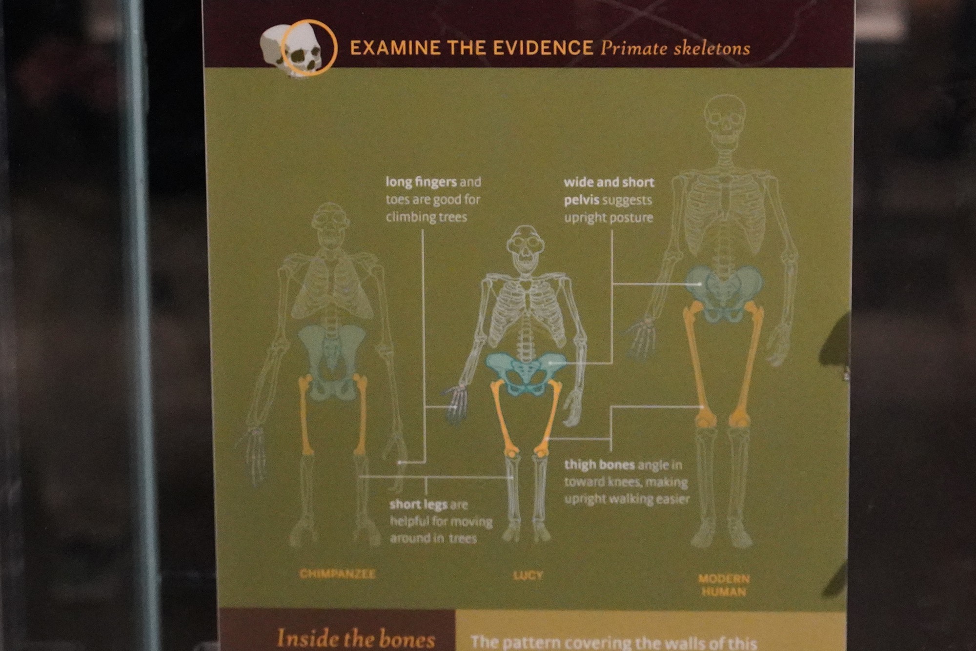 Amerian Museum of Natural History - Human Origins (49)