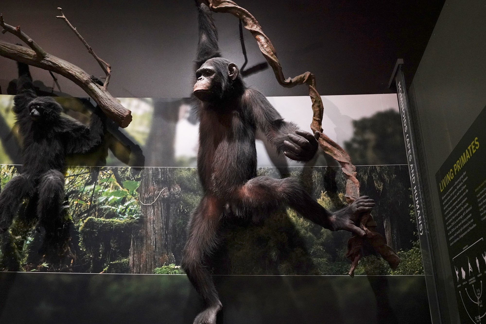 Amerian Museum of Natural History - Human Origins (5)