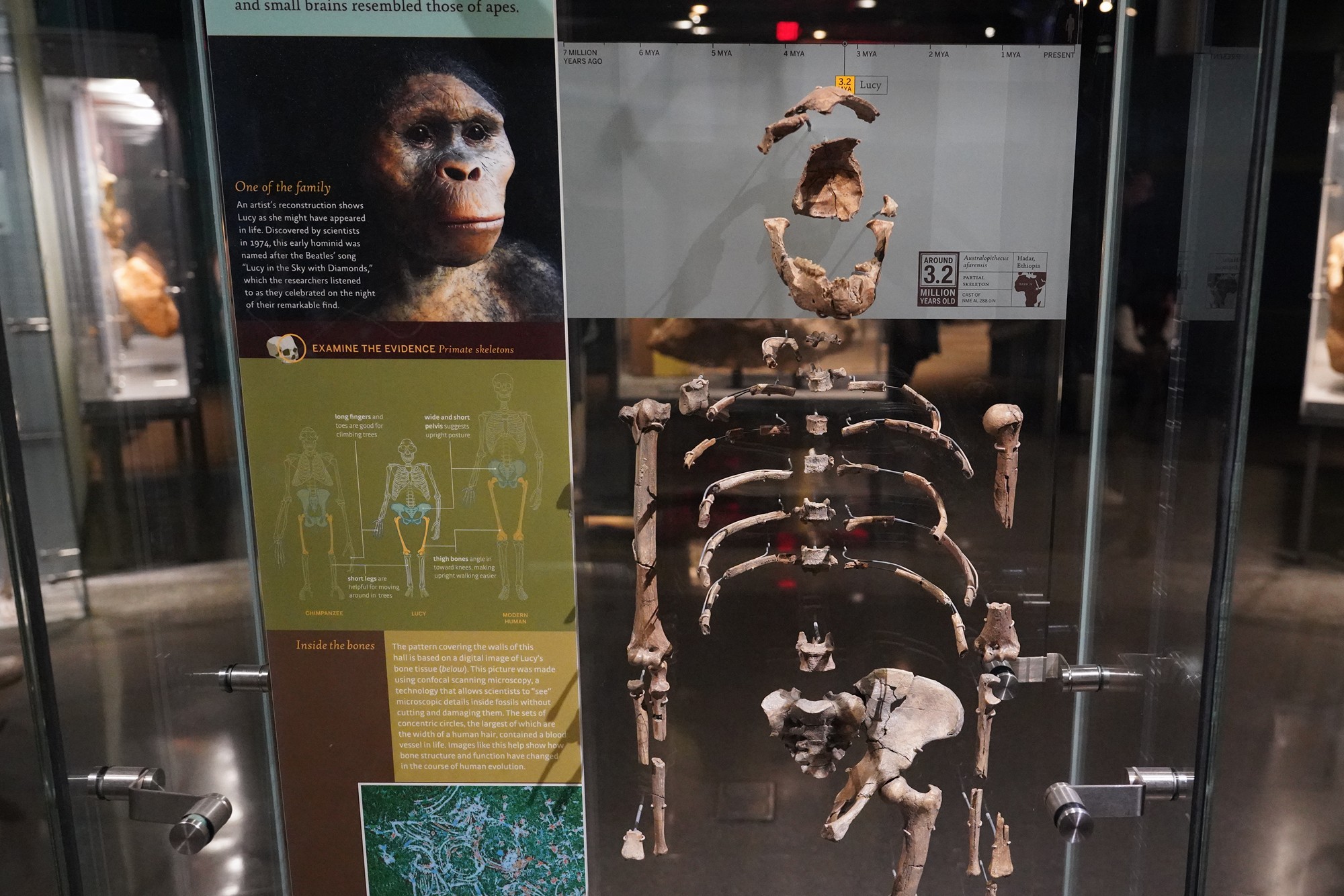 Amerian Museum of Natural History - Human Origins (50)