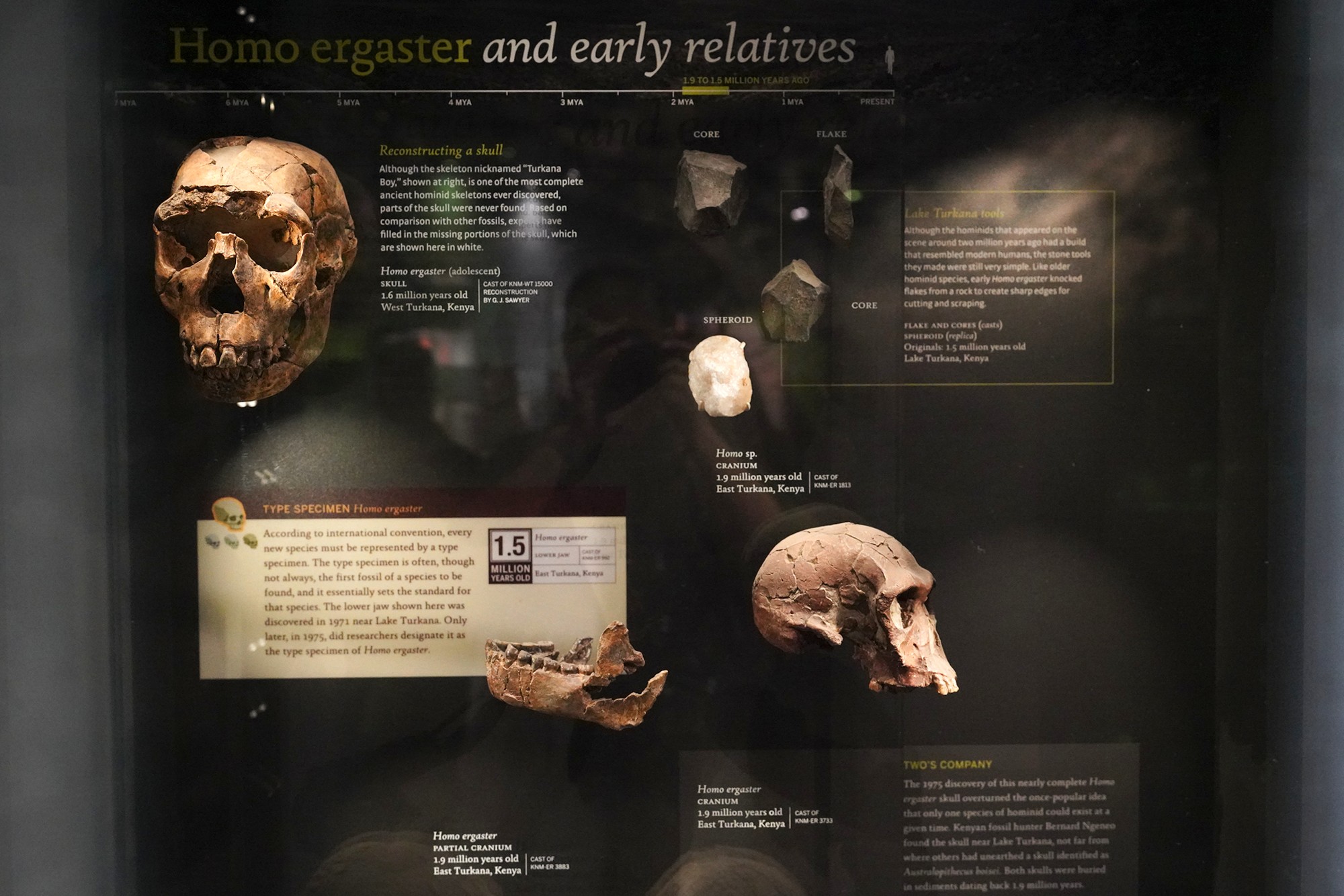 Amerian Museum of Natural History - Human Origins (51)