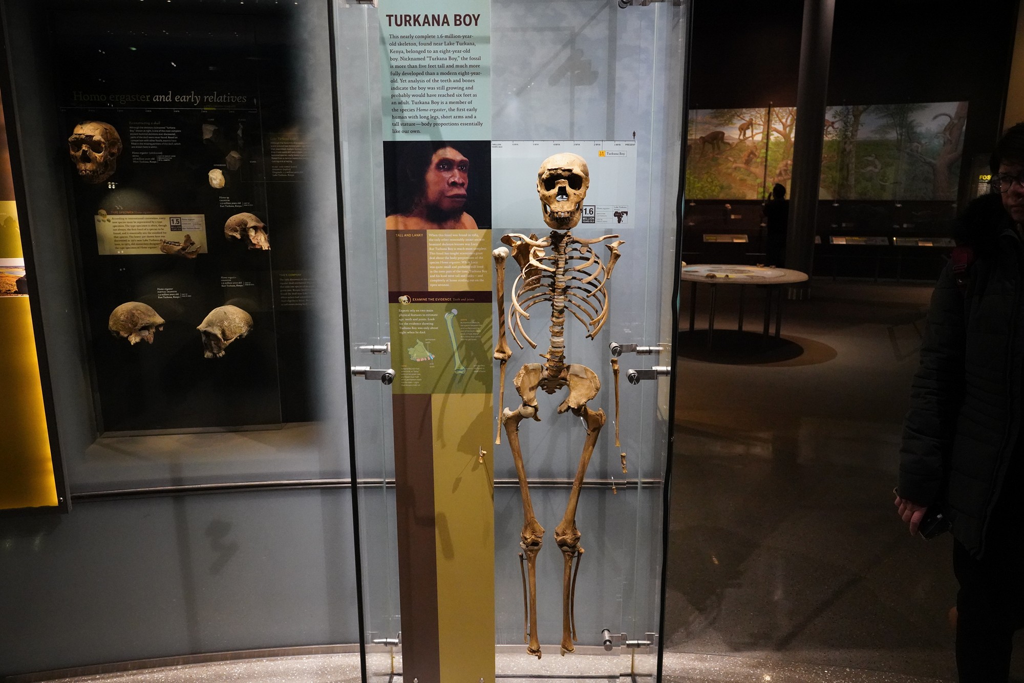 Amerian Museum of Natural History - Human Origins (52)