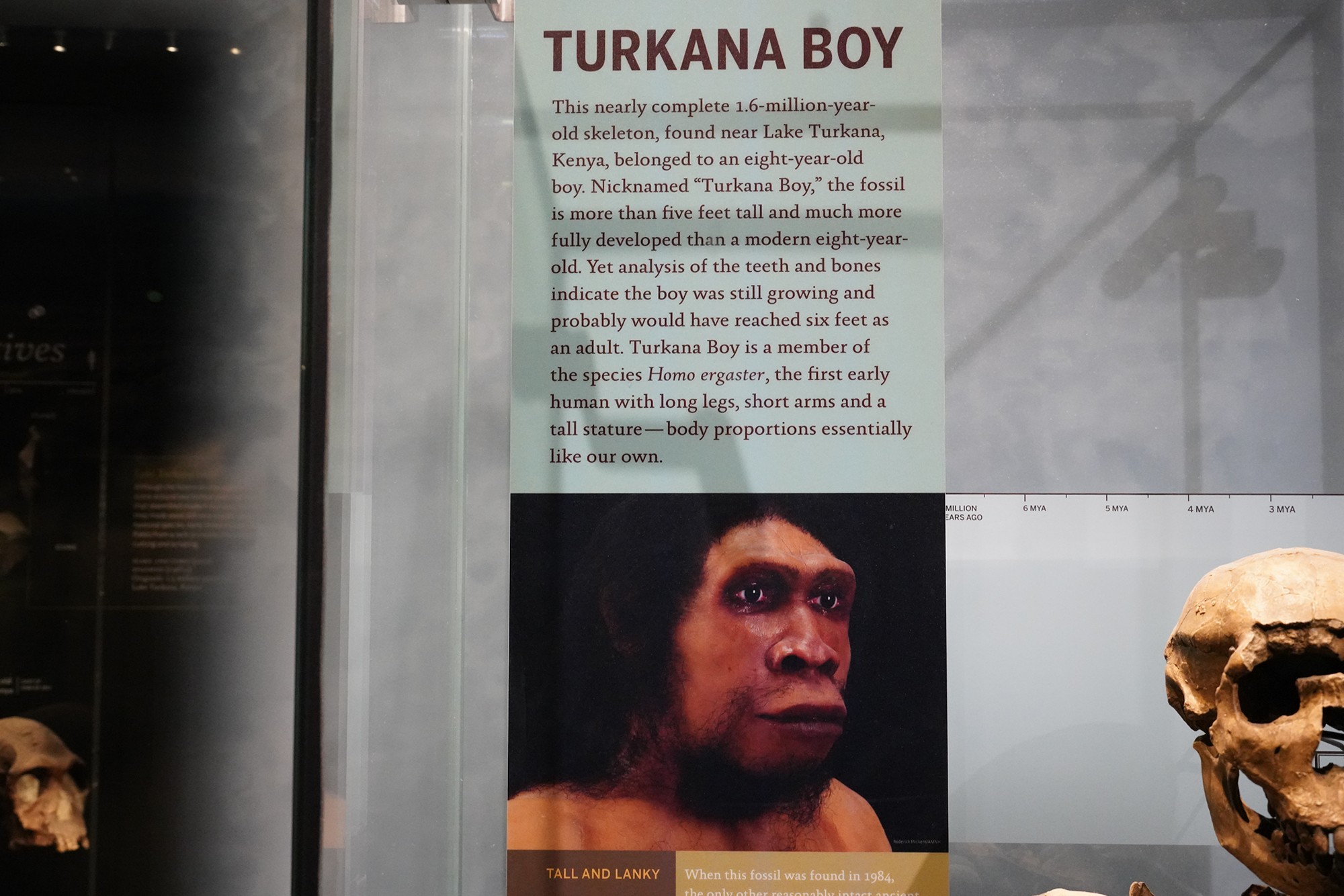 Amerian Museum of Natural History - Human Origins (53)