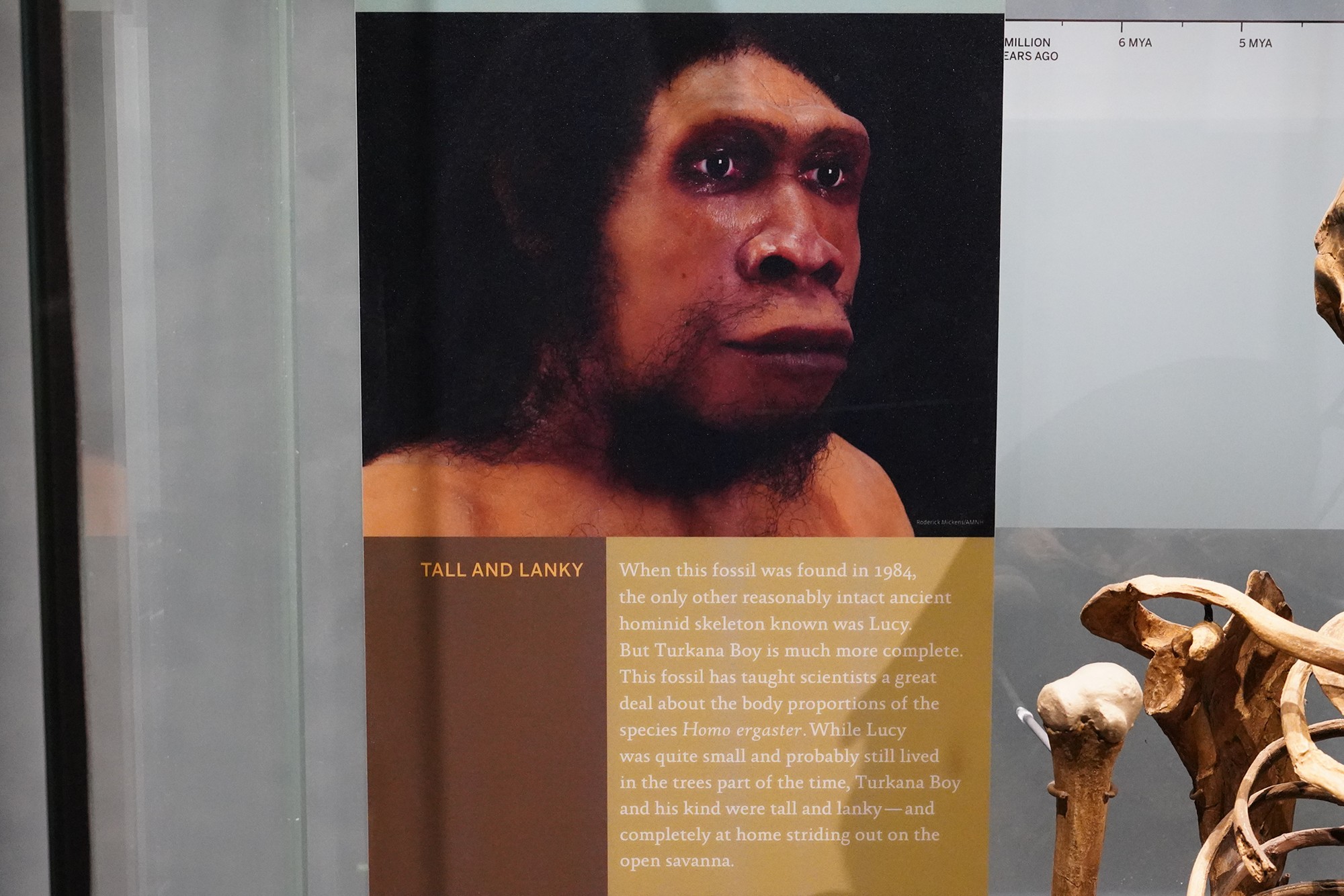 Amerian Museum of Natural History - Human Origins (54)