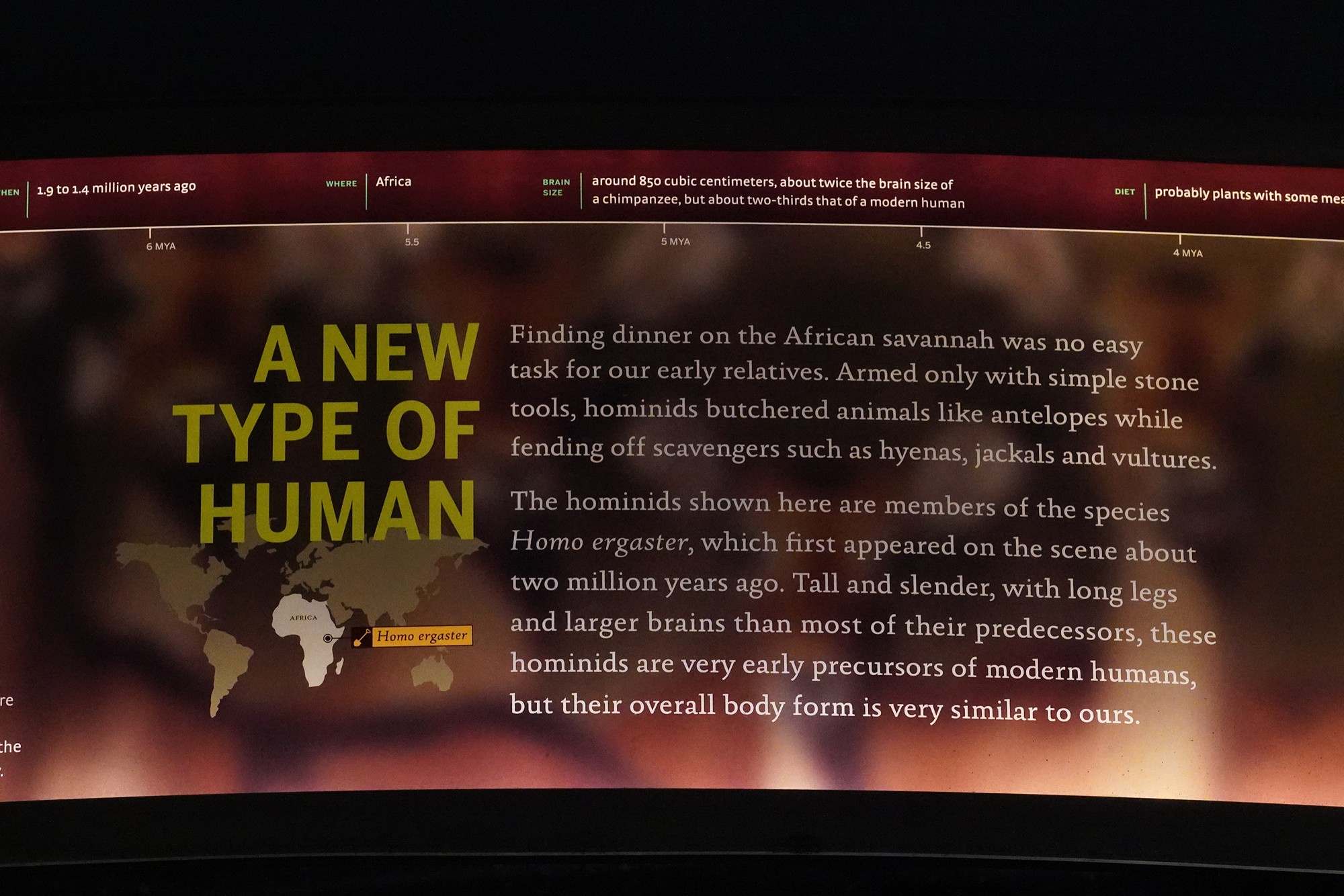 Amerian Museum of Natural History - Human Origins (55)