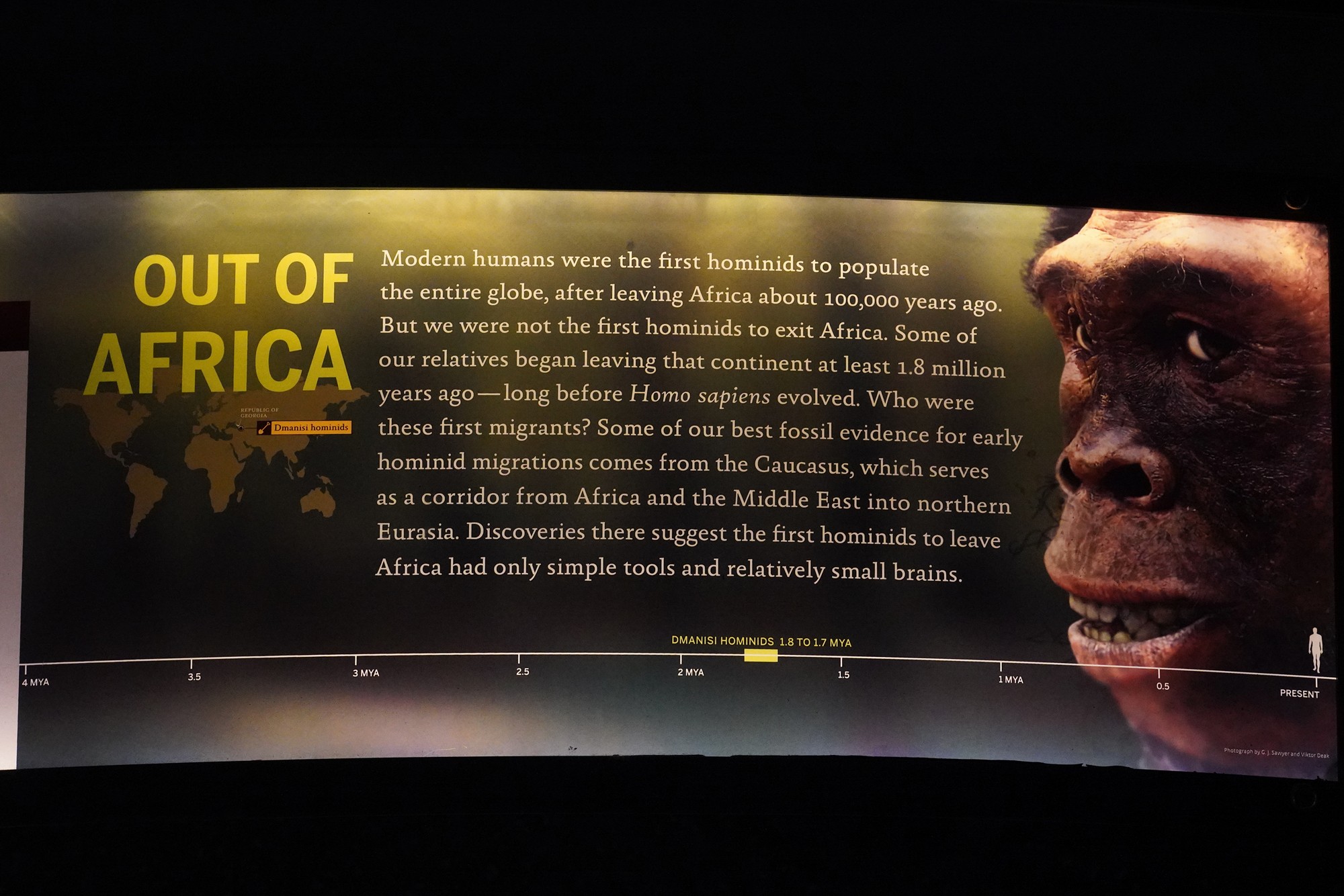 Amerian Museum of Natural History - Human Origins (56)