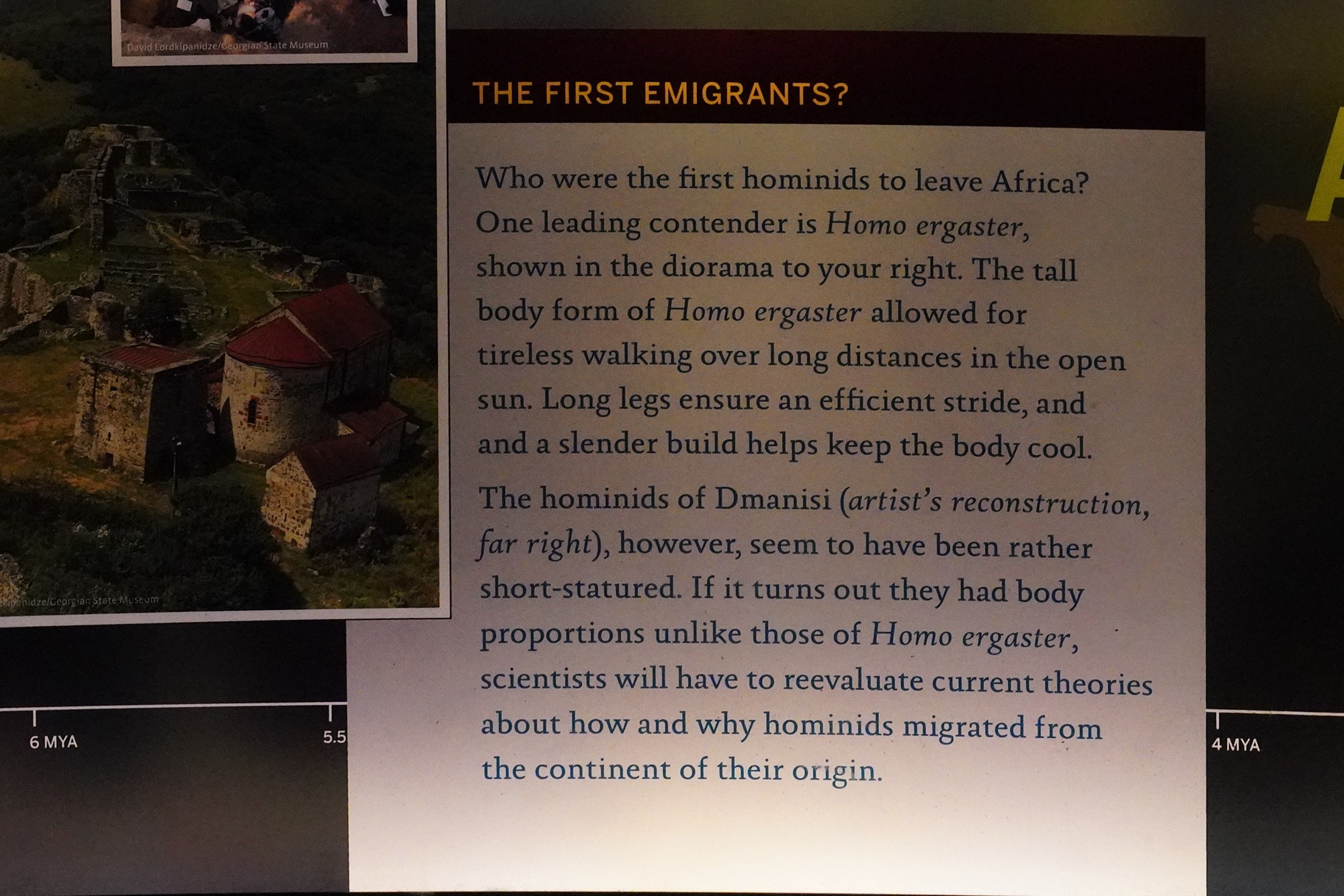 Amerian Museum of Natural History - Human Origins (57)