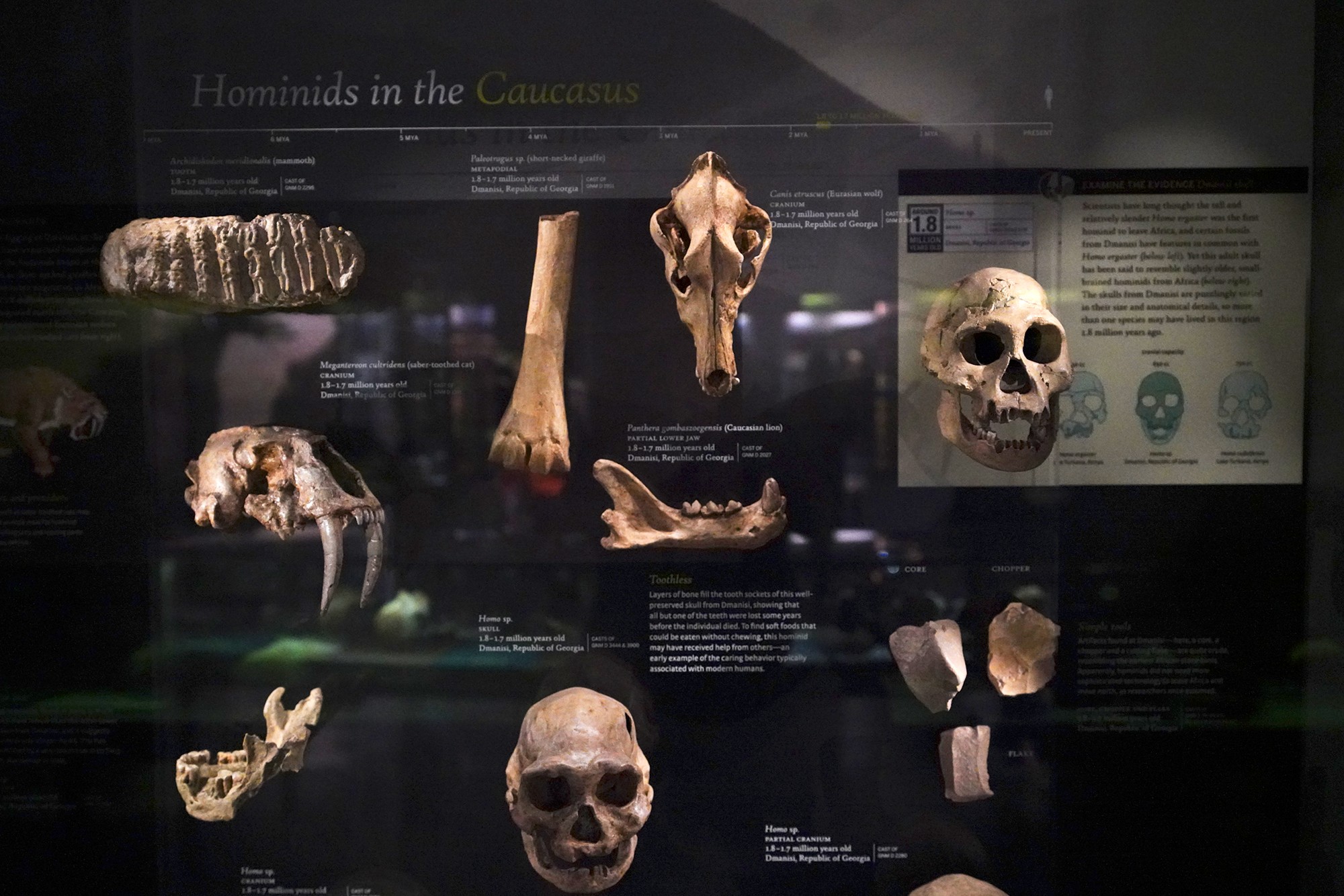 Amerian Museum of Natural History - Human Origins (58)