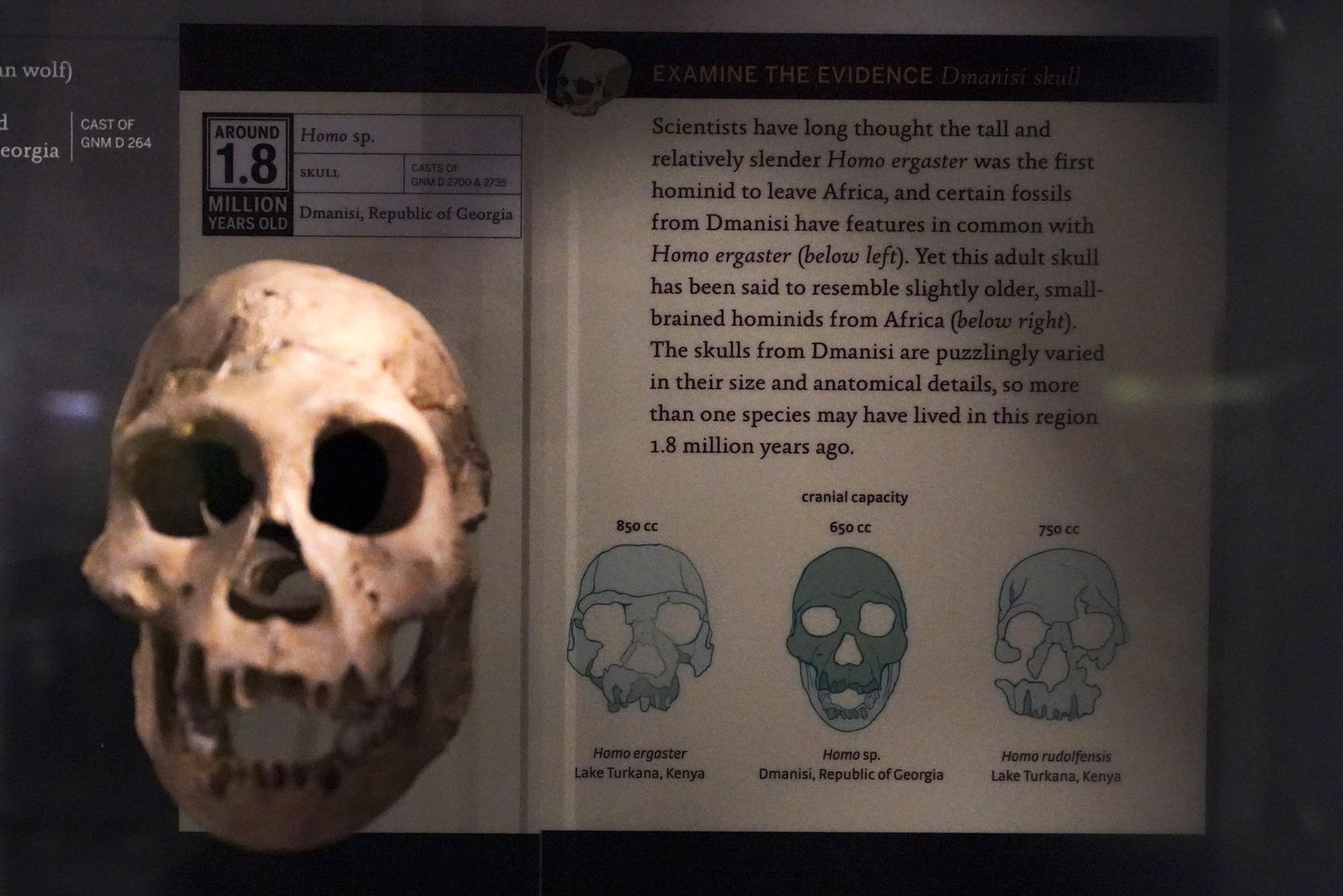 Amerian Museum of Natural History - Human Origins (59)