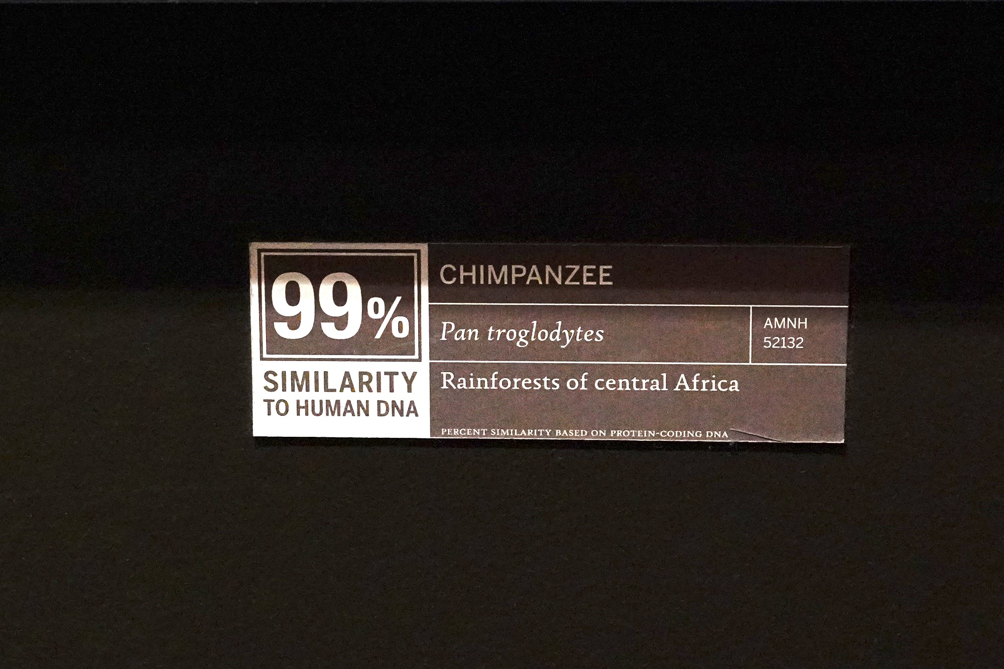 Amerian Museum of Natural History - Human Origins (6)
