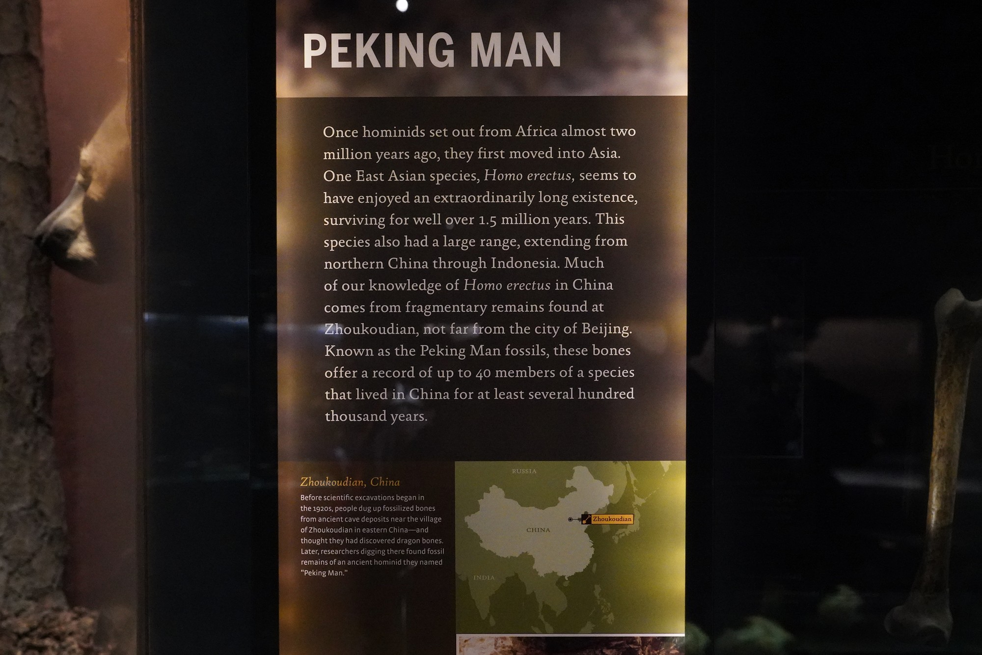 Amerian Museum of Natural History - Human Origins (60)