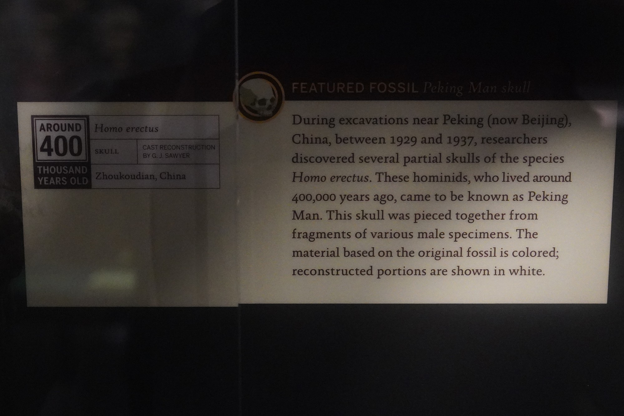 Amerian Museum of Natural History - Human Origins (62)