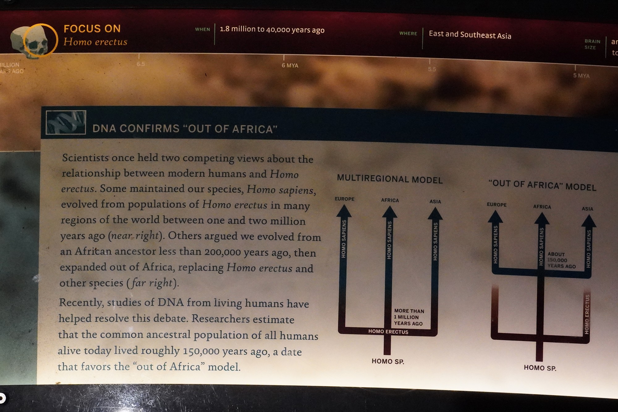 Amerian Museum of Natural History - Human Origins (63)