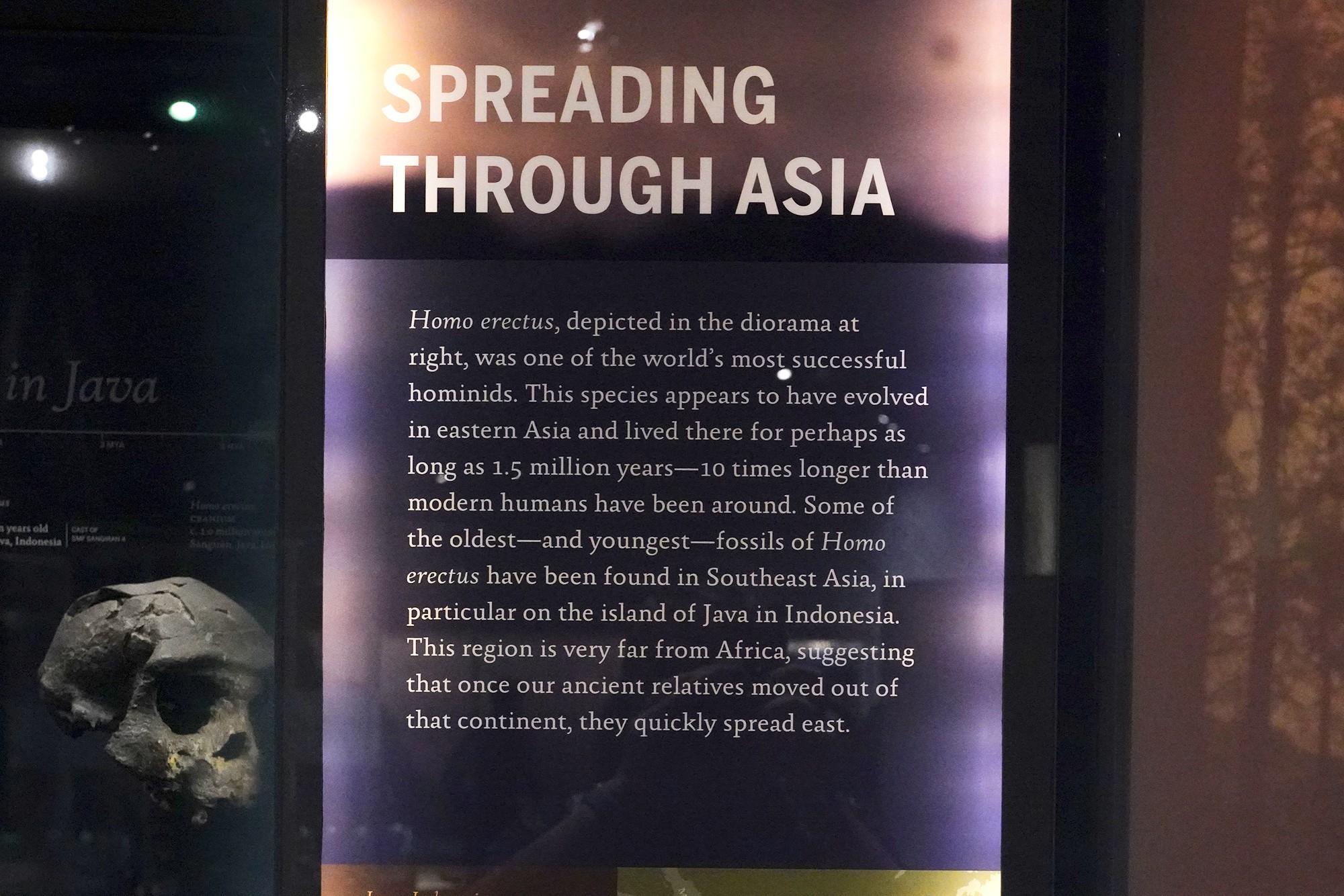 Amerian Museum of Natural History - Human Origins (64)