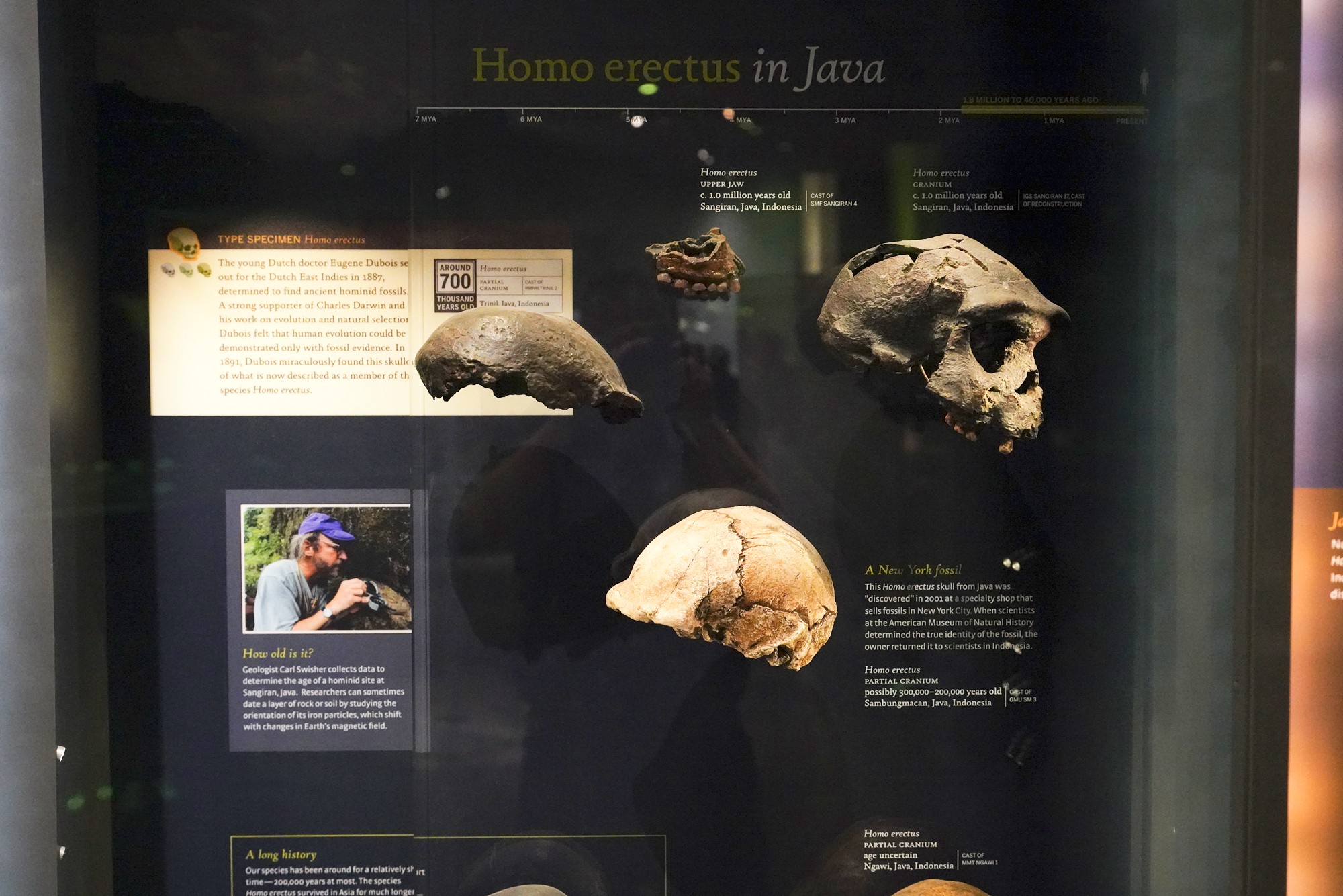 Amerian Museum of Natural History - Human Origins (65)