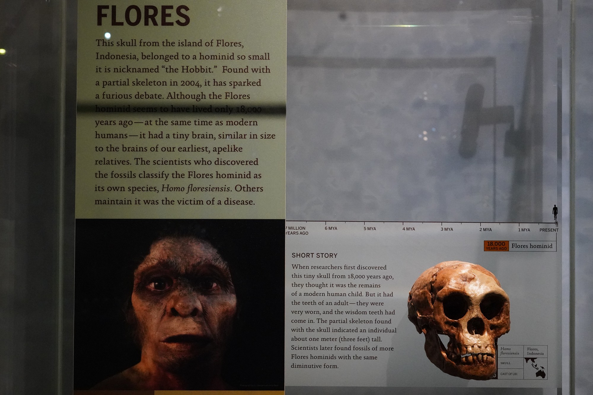 Amerian Museum of Natural History - Human Origins (66)