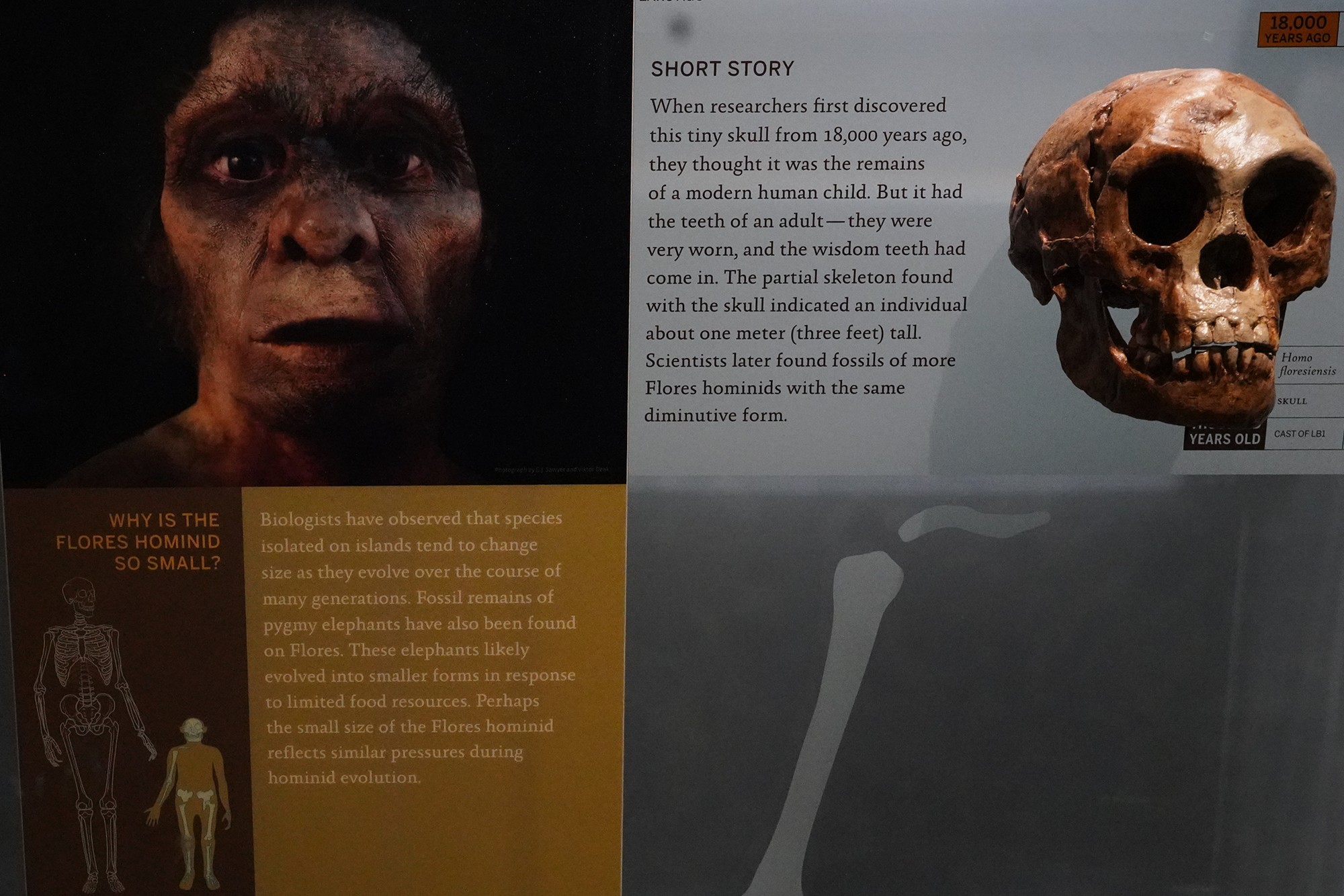 Amerian Museum of Natural History - Human Origins (67)