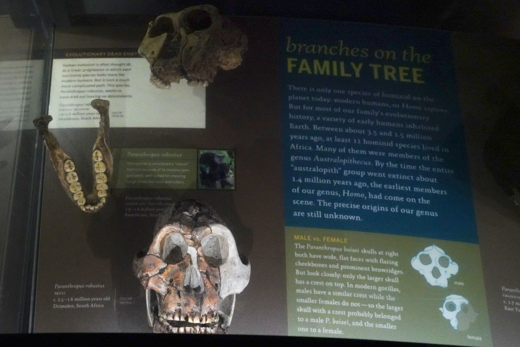 Amerian Museum of Natural History - Human Origins (68)
