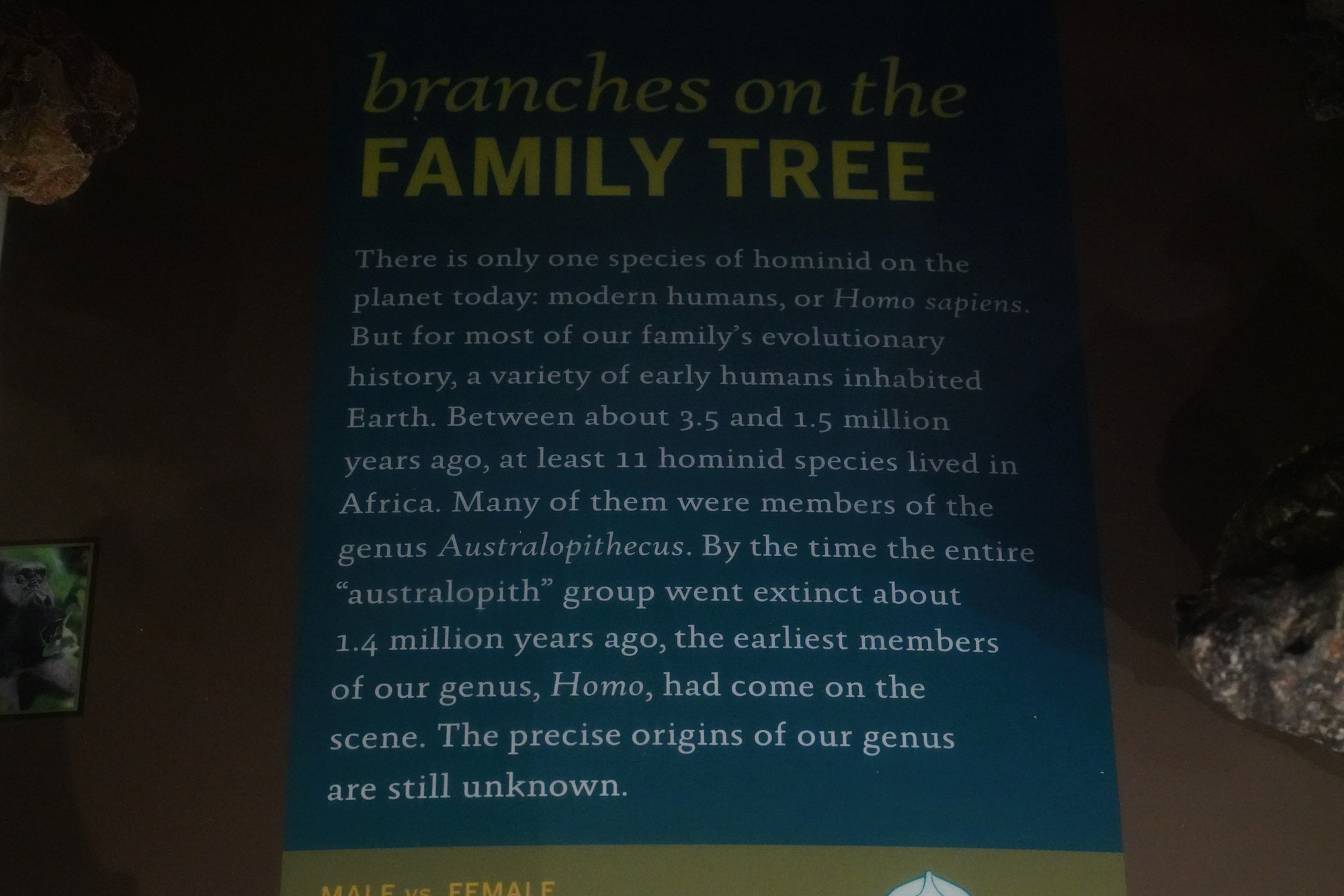 Amerian Museum of Natural History - Human Origins (69)