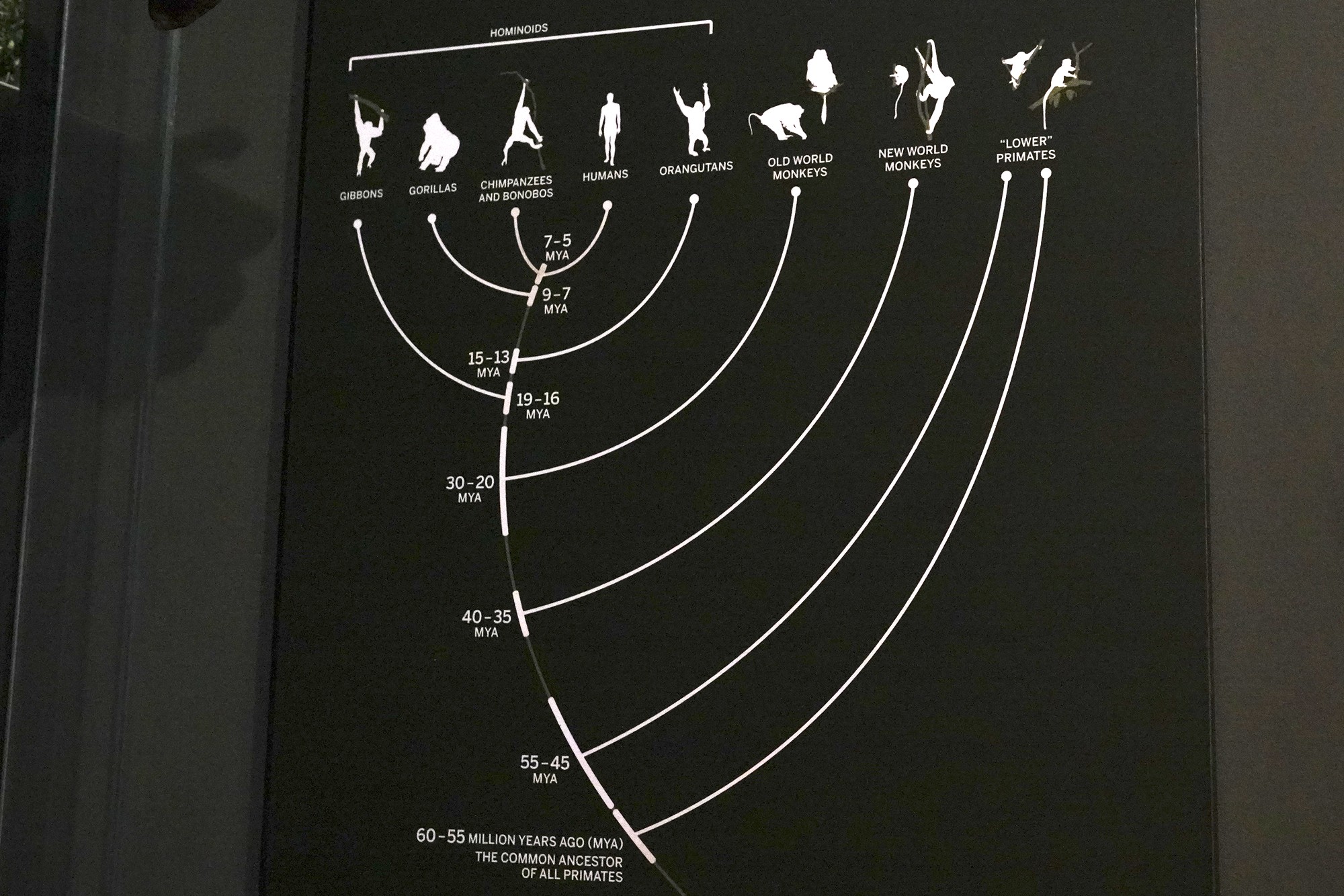 Amerian Museum of Natural History - Human Origins (7)