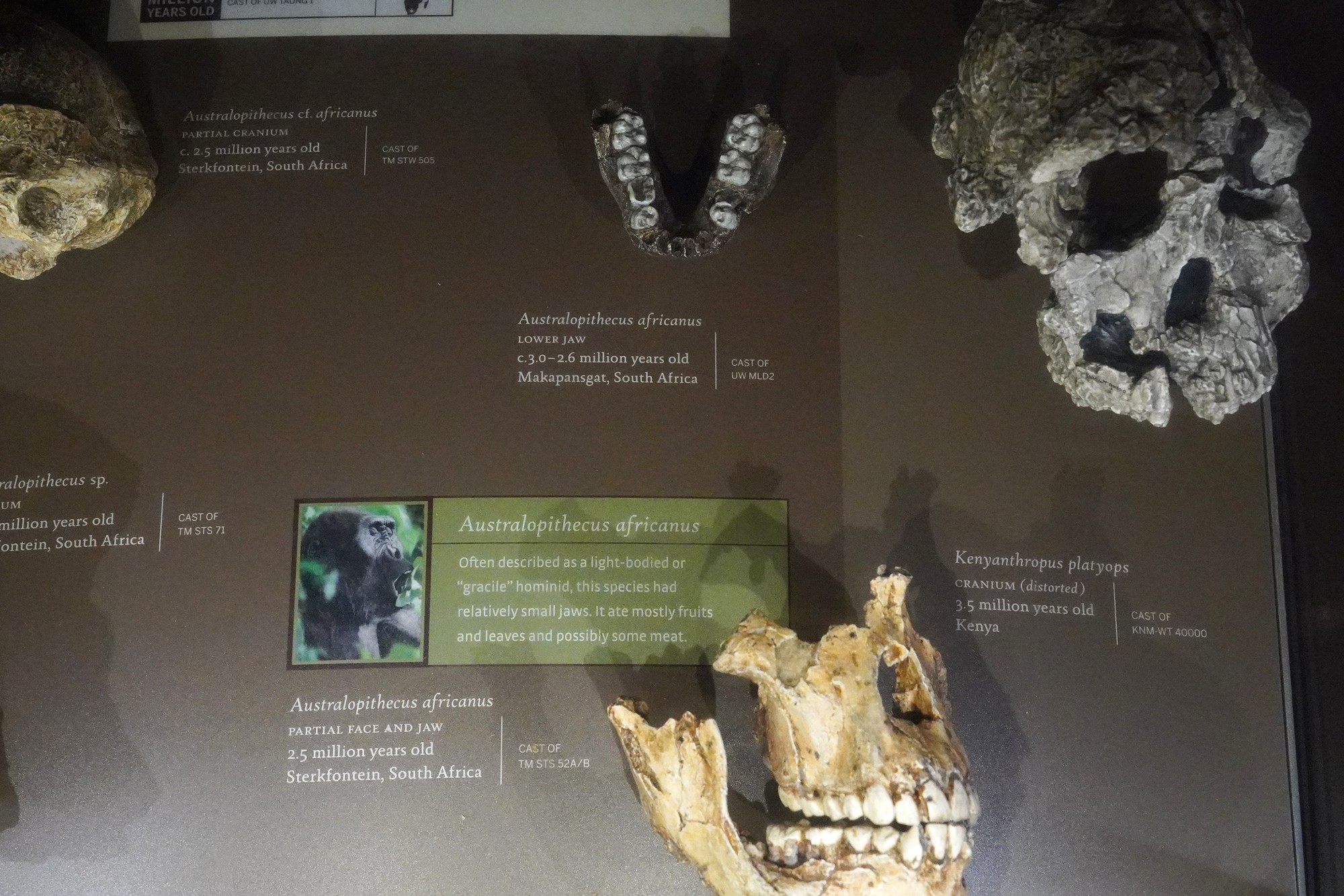 Amerian Museum of Natural History - Human Origins (70)