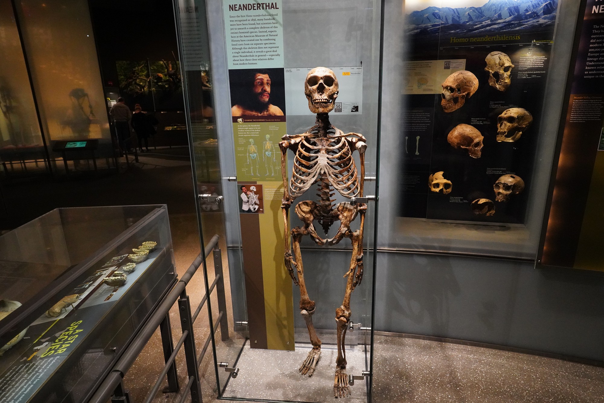 Amerian Museum of Natural History - Human Origins (72)