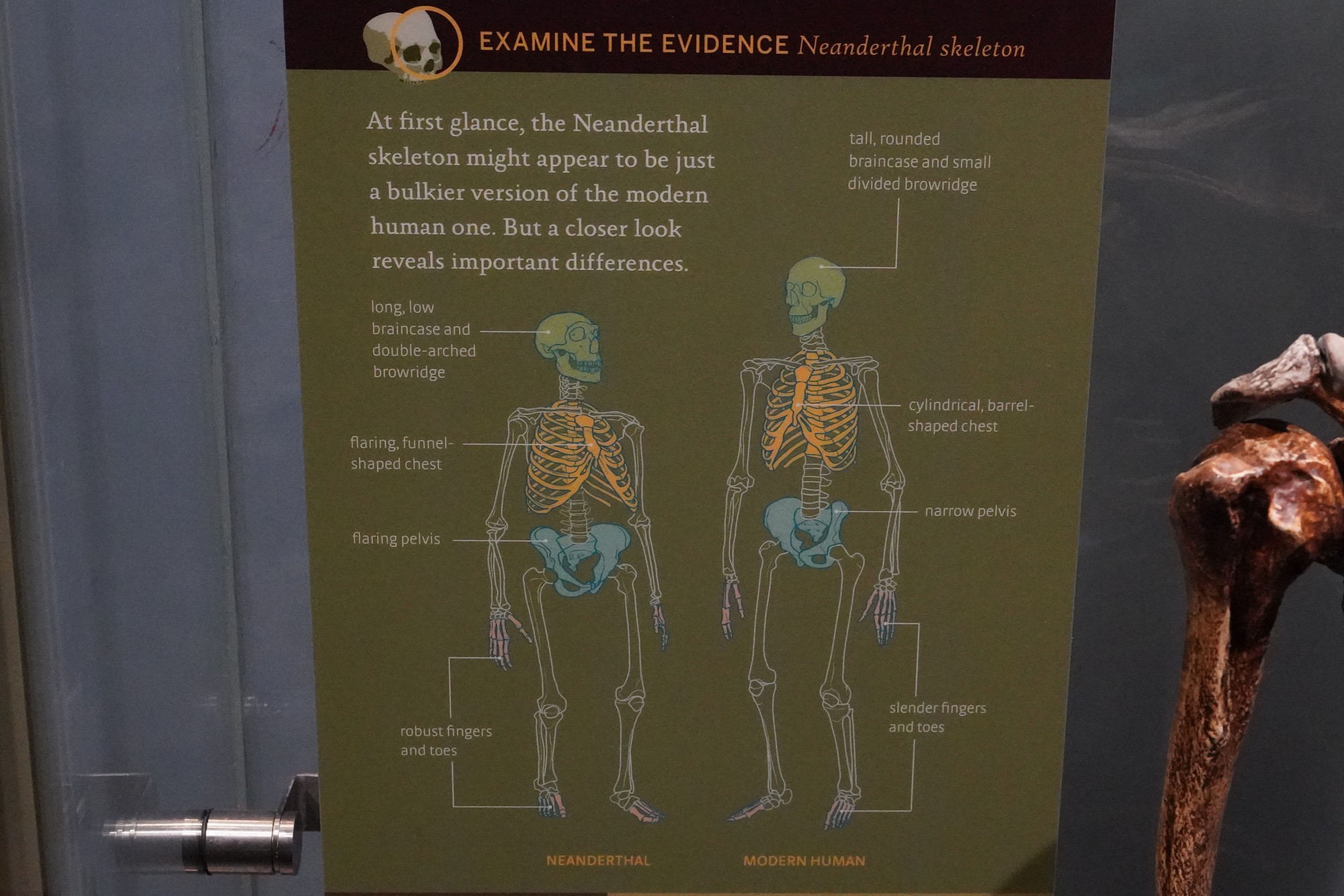 Amerian Museum of Natural History - Human Origins (74)