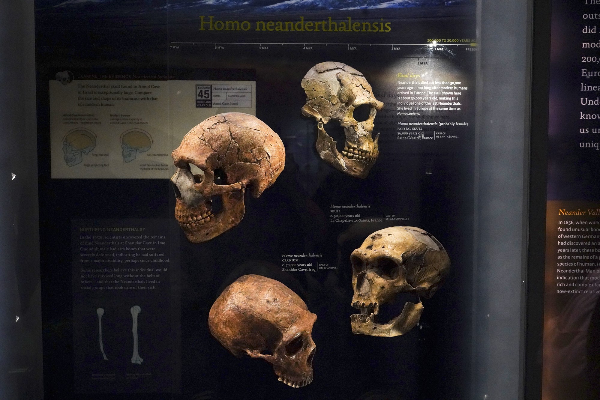 Amerian Museum of Natural History - Human Origins (75)