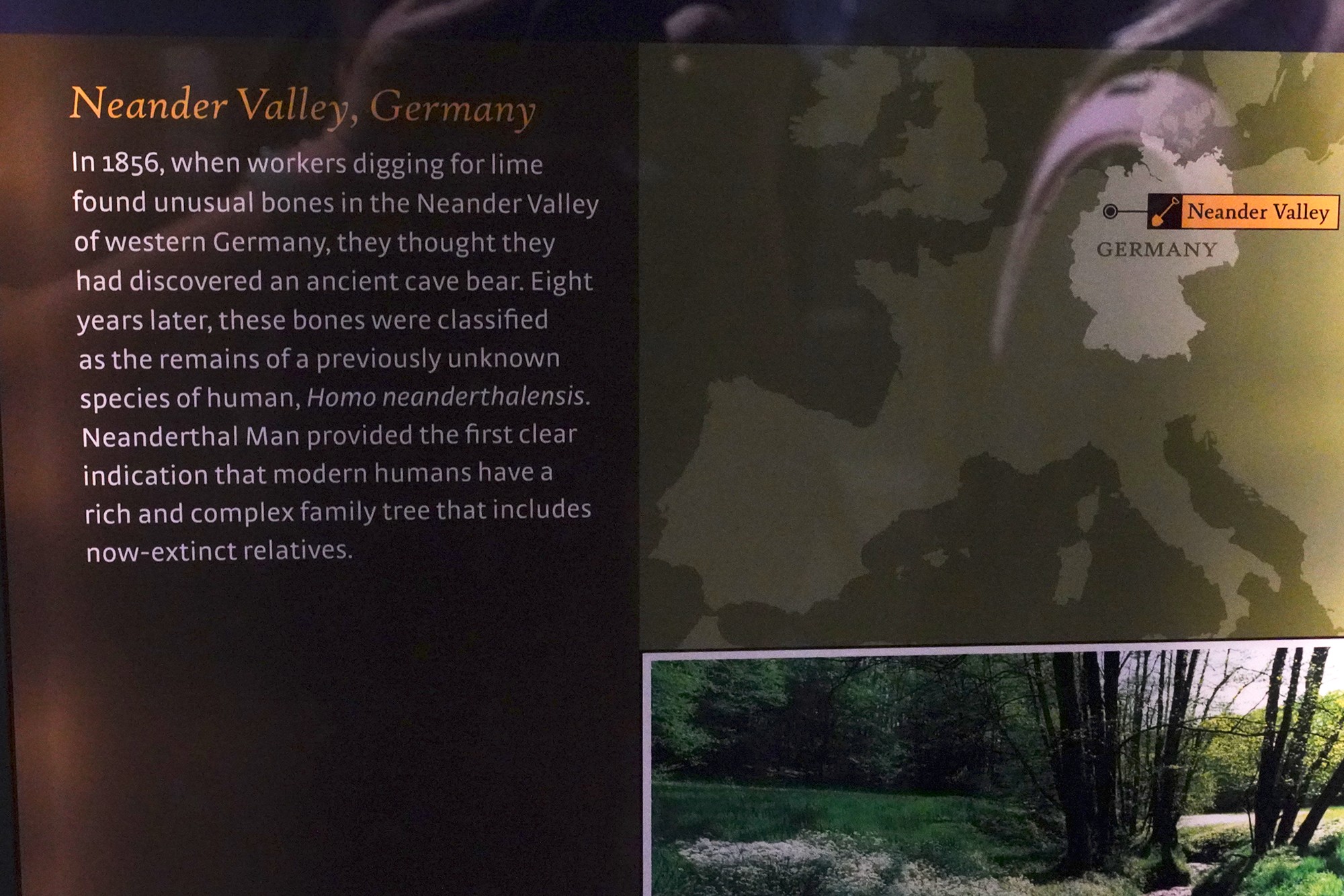 Amerian Museum of Natural History - Human Origins (77)