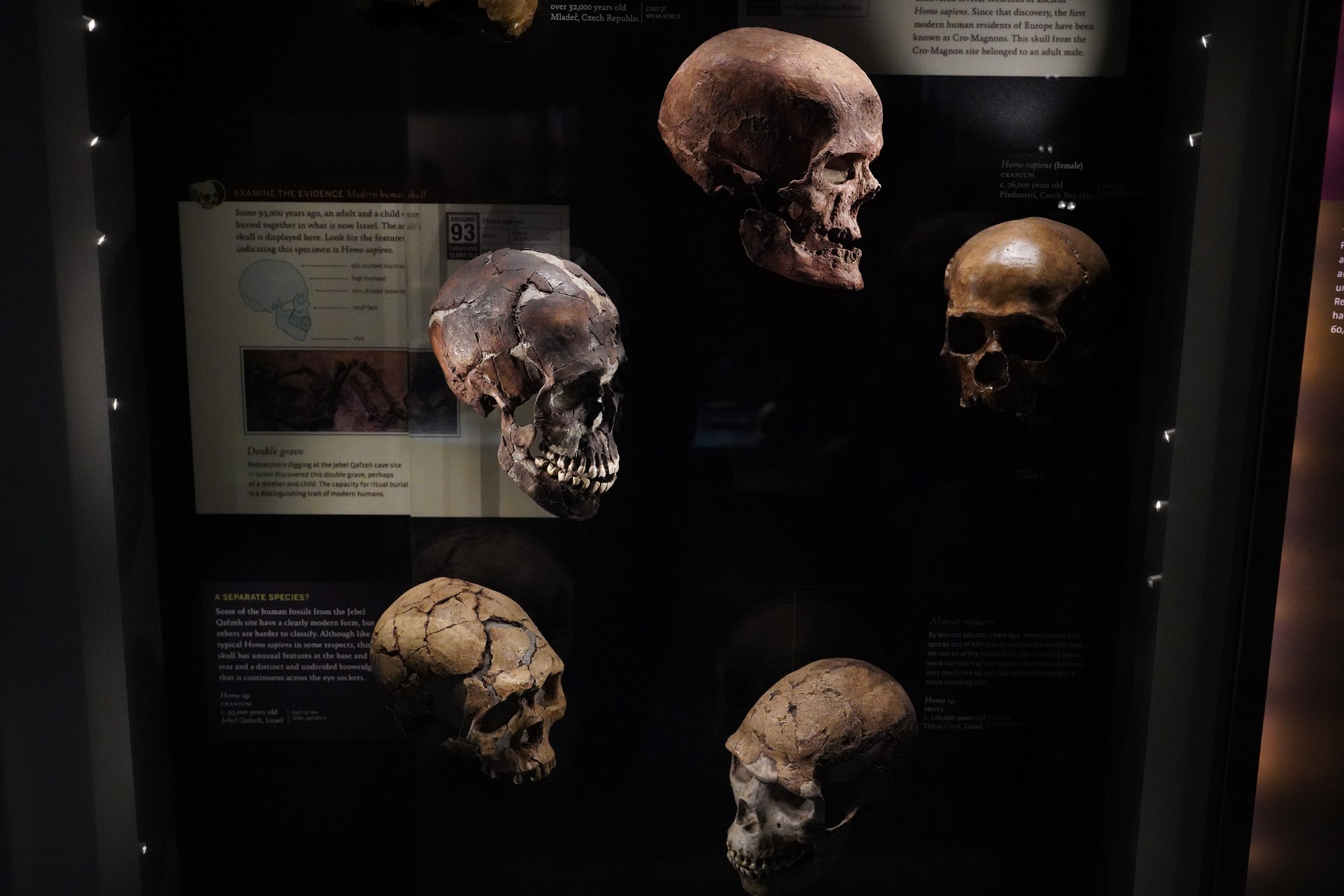 Amerian Museum of Natural History - Human Origins (79)