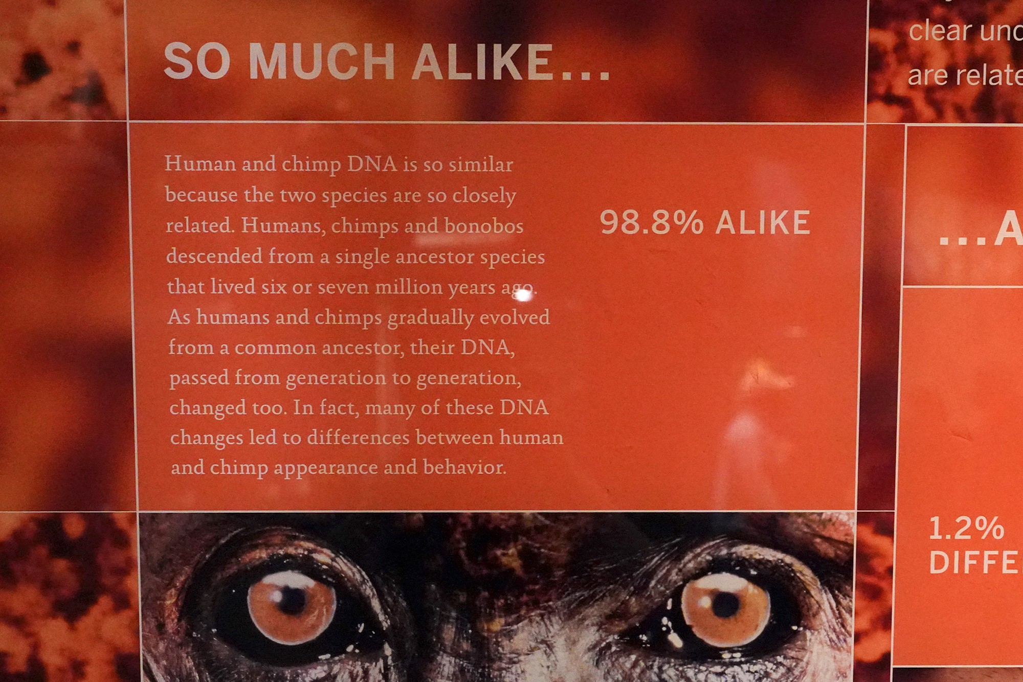 Amerian Museum of Natural History - Human Origins (8)