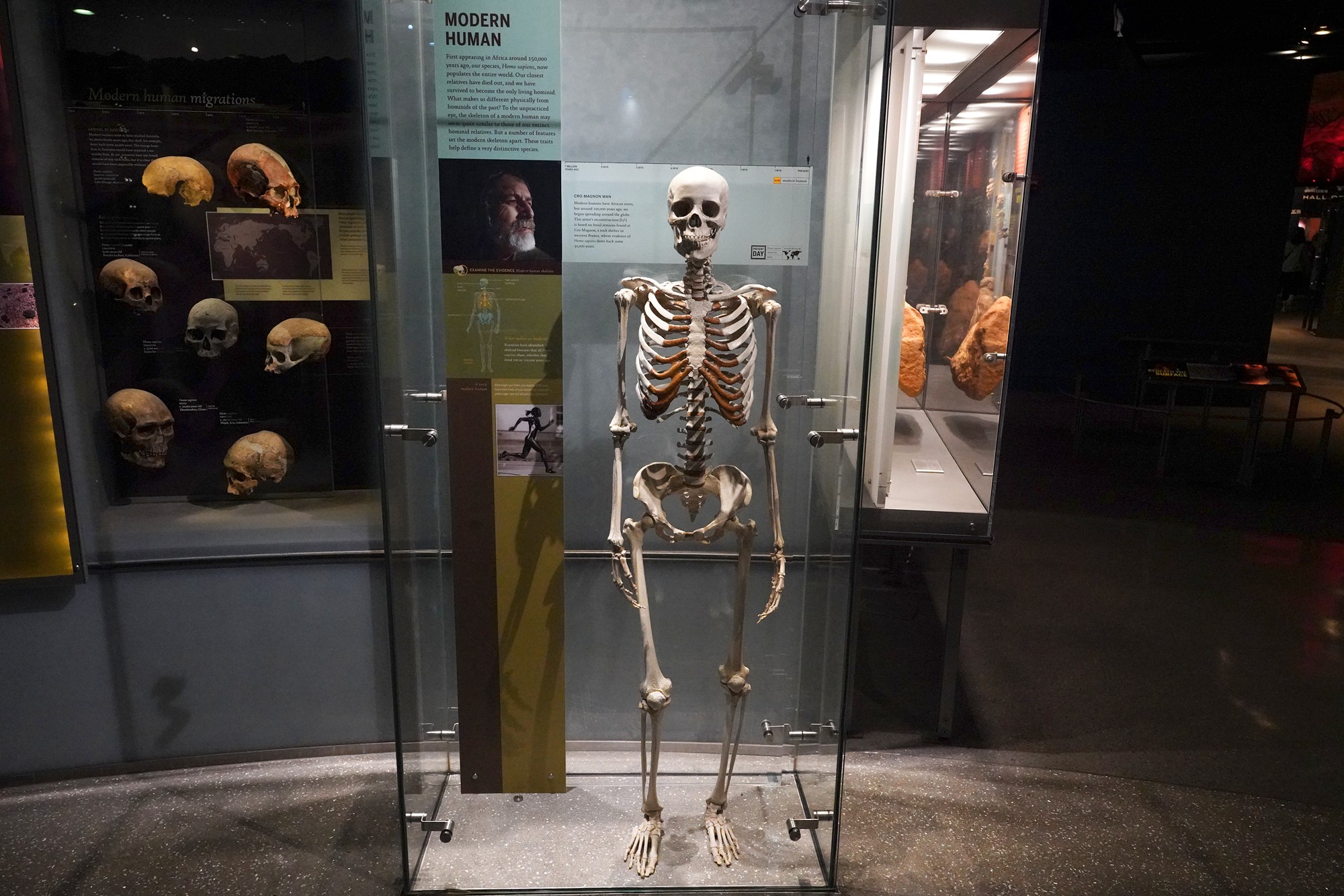 Amerian Museum of Natural History - Human Origins (80)