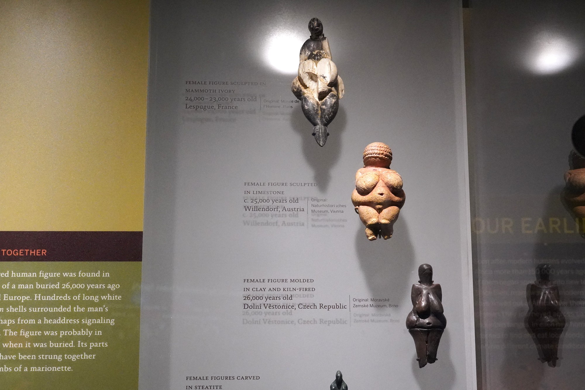 Amerian Museum of Natural History - Human Origins (87)