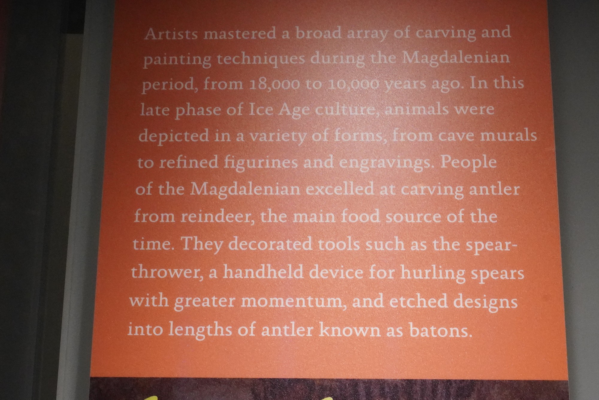 Amerian Museum of Natural History - Human Origins (89)