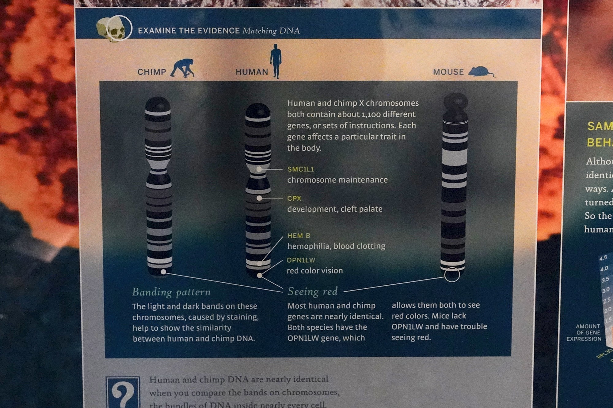 Amerian Museum of Natural History - Human Origins (9)