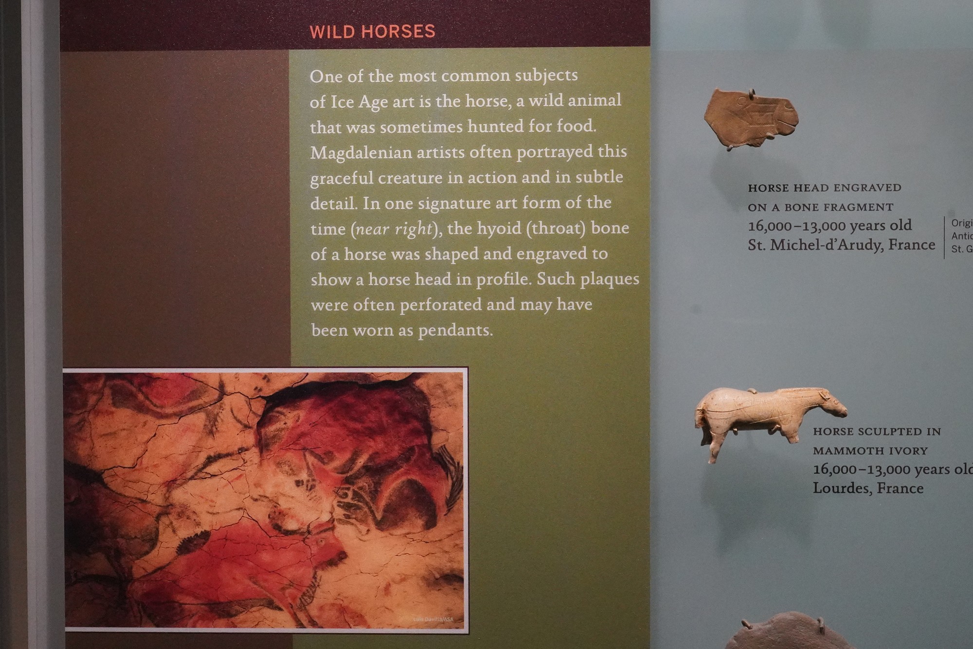 Amerian Museum of Natural History - Human Origins (91)