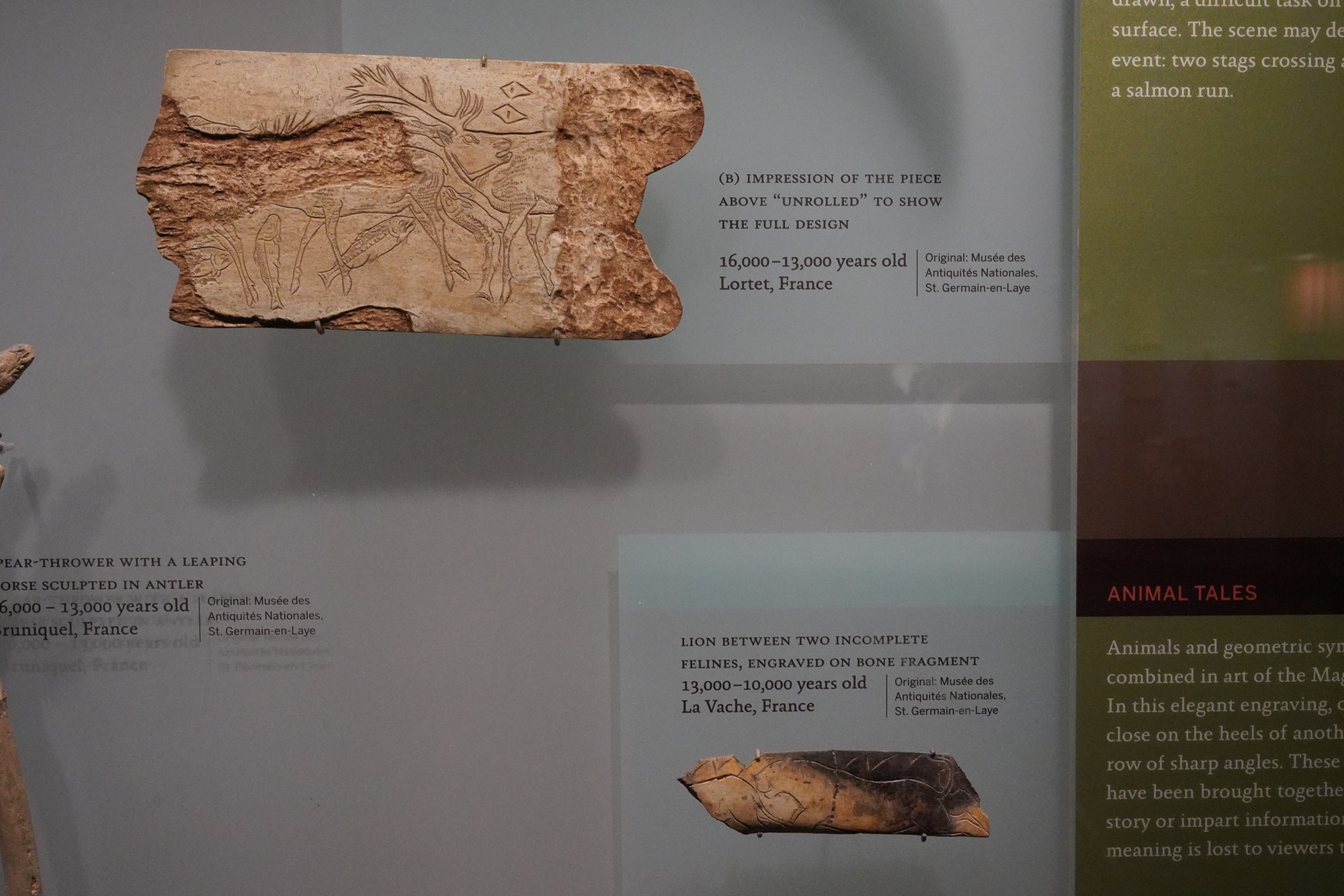 Amerian Museum of Natural History - Human Origins (93)