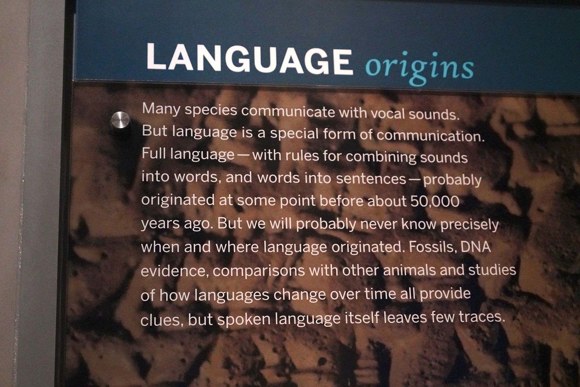 Amerian Museum of Natural History - Human Origins (97)
