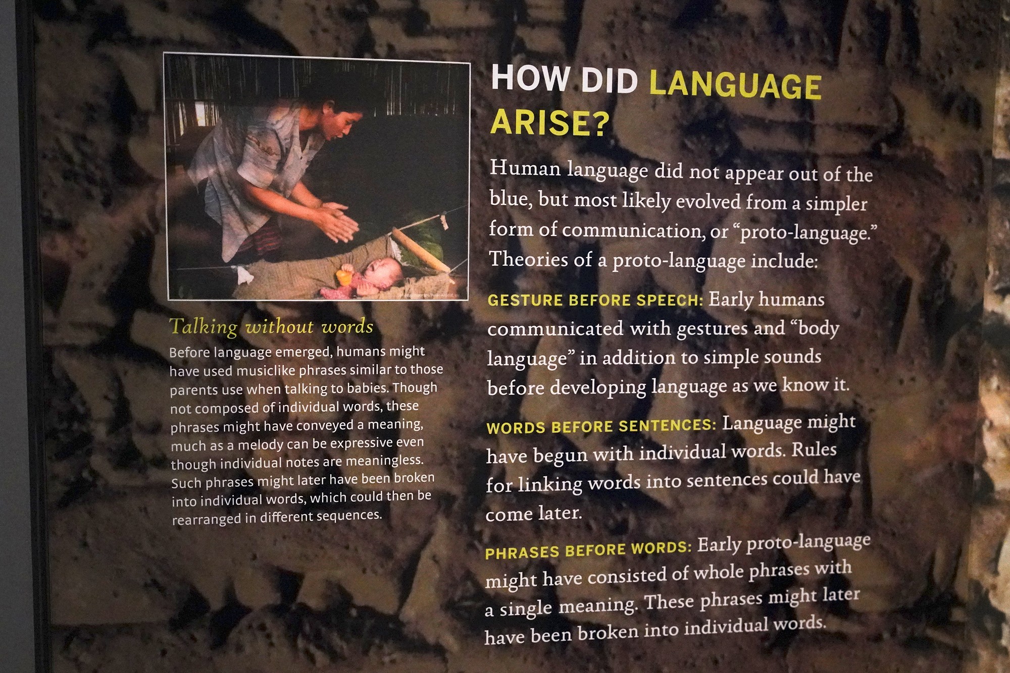 Amerian Museum of Natural History - Human Origins (98)