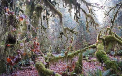 Olympic National Park 2 (Hall of Mosses Trail), Washington, USA