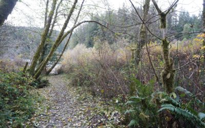 Redwood National and State Park 2 (North), Crescent City, California, USA