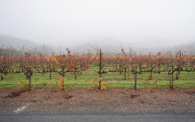 Sonoma Valley, California, USA